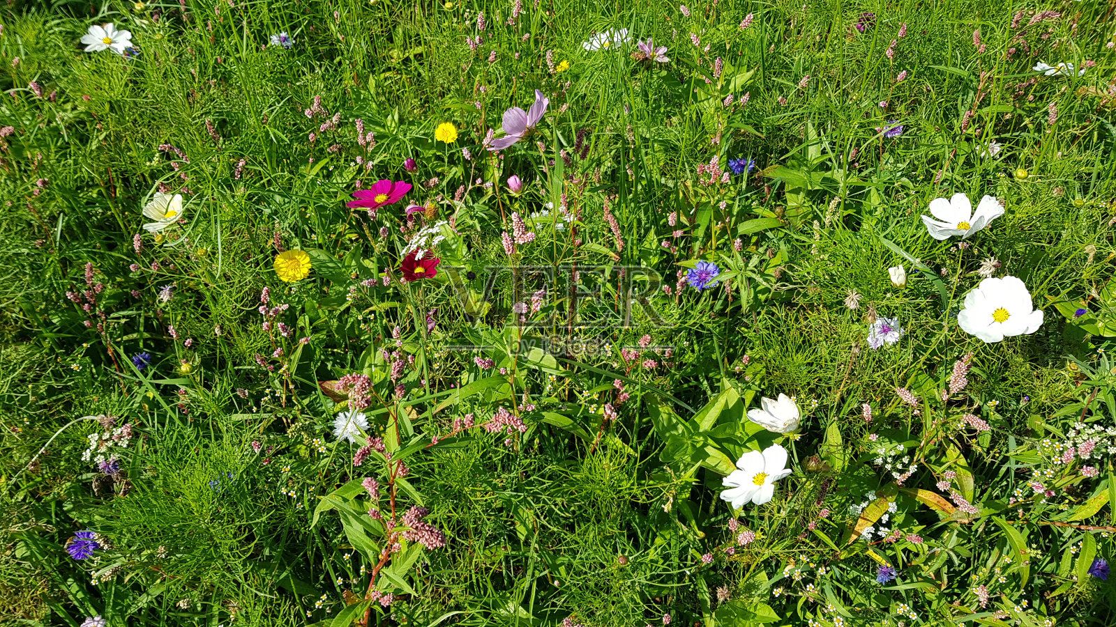 野花的草地照片摄影图片