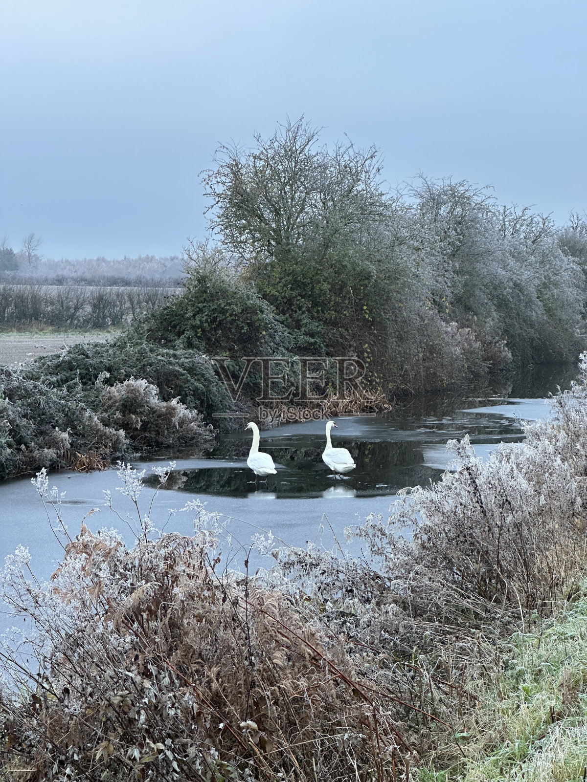 站在薄冰上的天鹅照片摄影图片