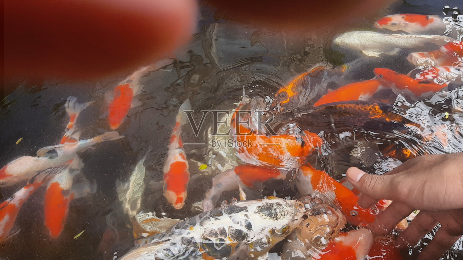 锦鲤鱼照片摄影图片