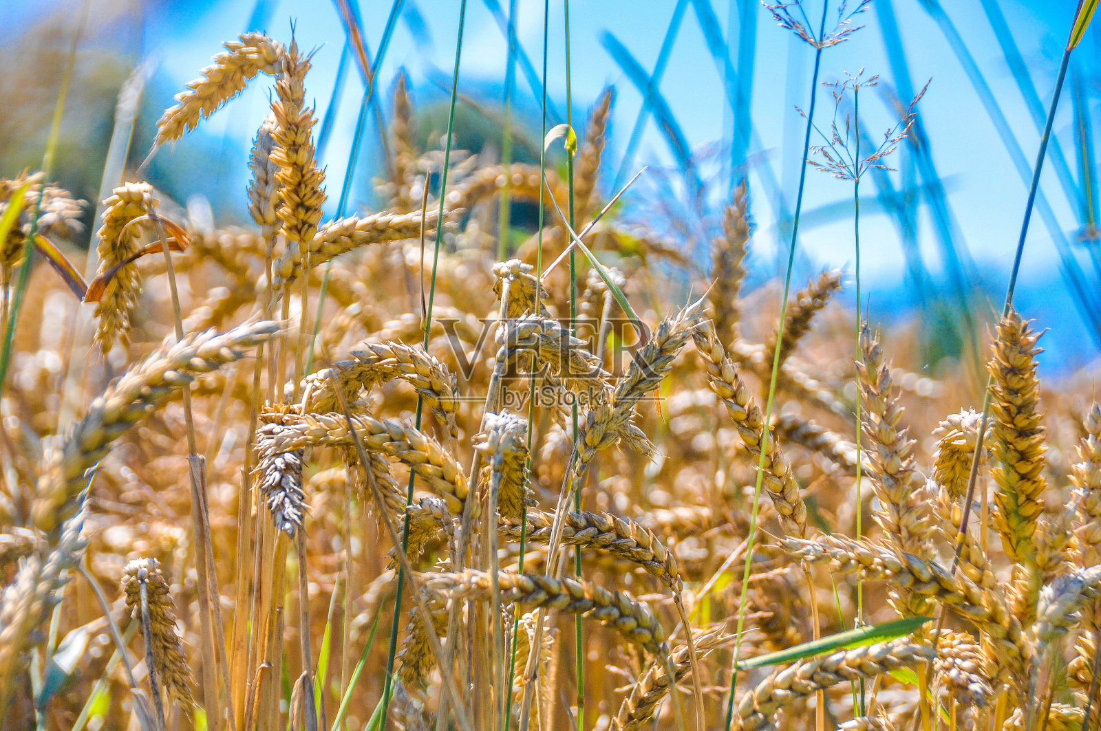夏天地里的玉米照片摄影图片