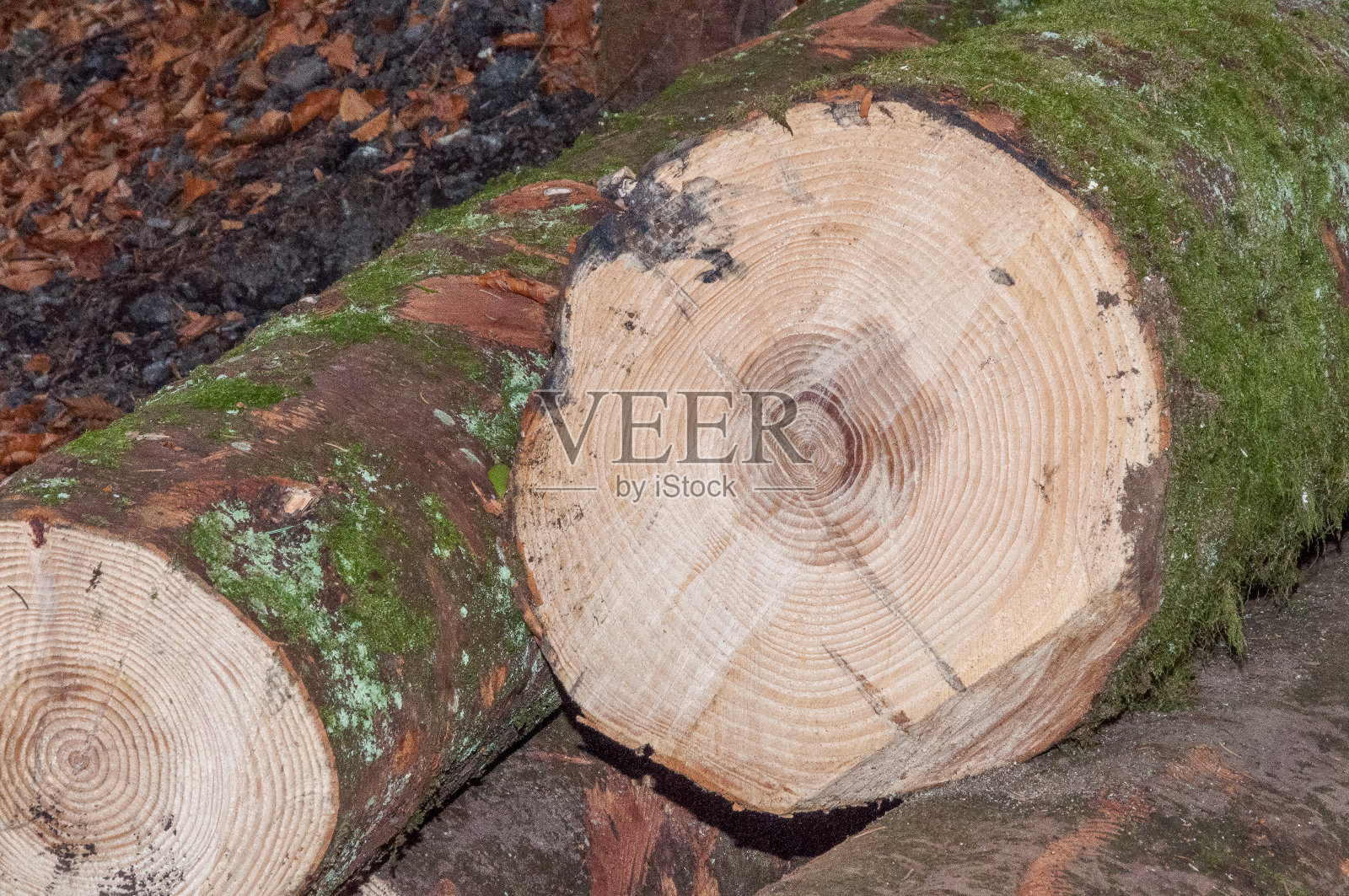 地上有新鲜的原木照片摄影图片