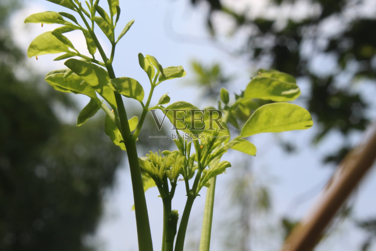 辣木叶子在树上照片摄影图片