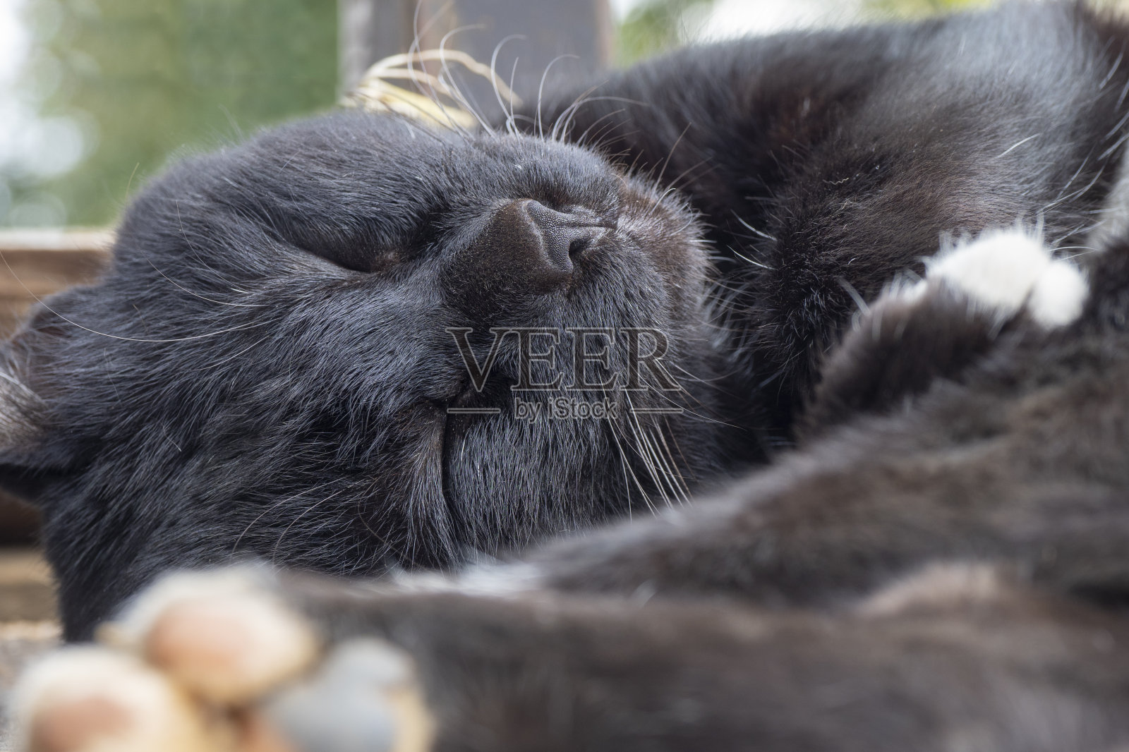 一只漂亮的黑猫睡在一张木桌上。照片摄影图片