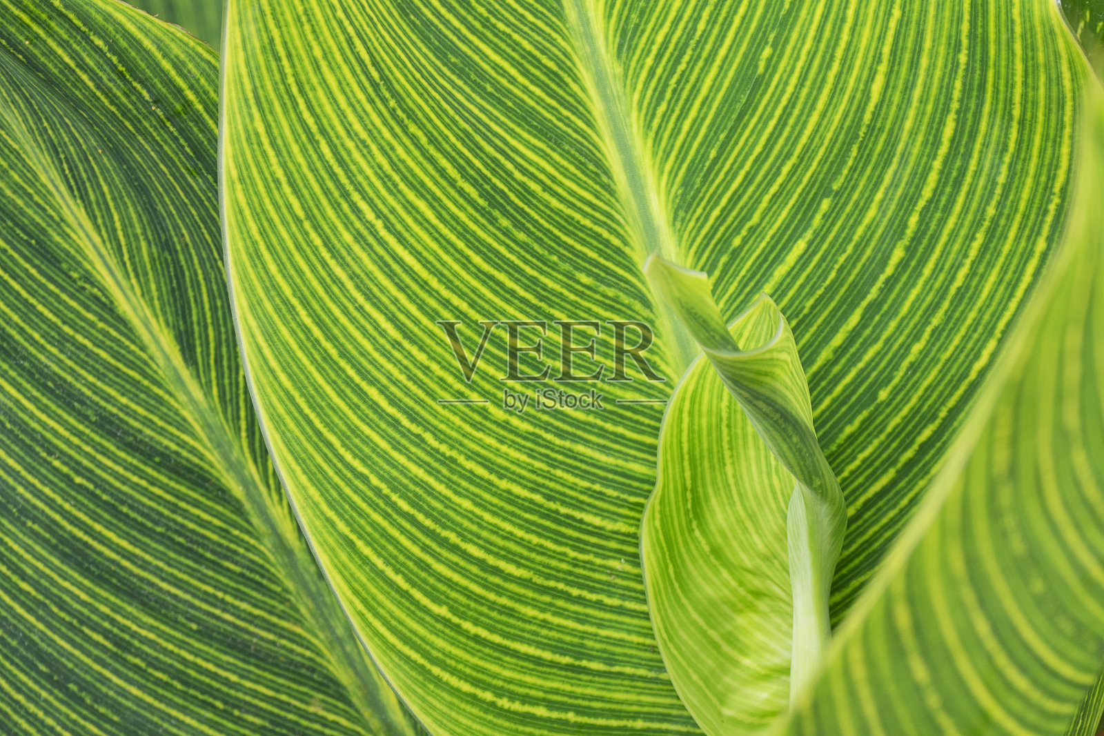 美人蕉是一种产于热带的蕨类球茎植物照片摄影图片