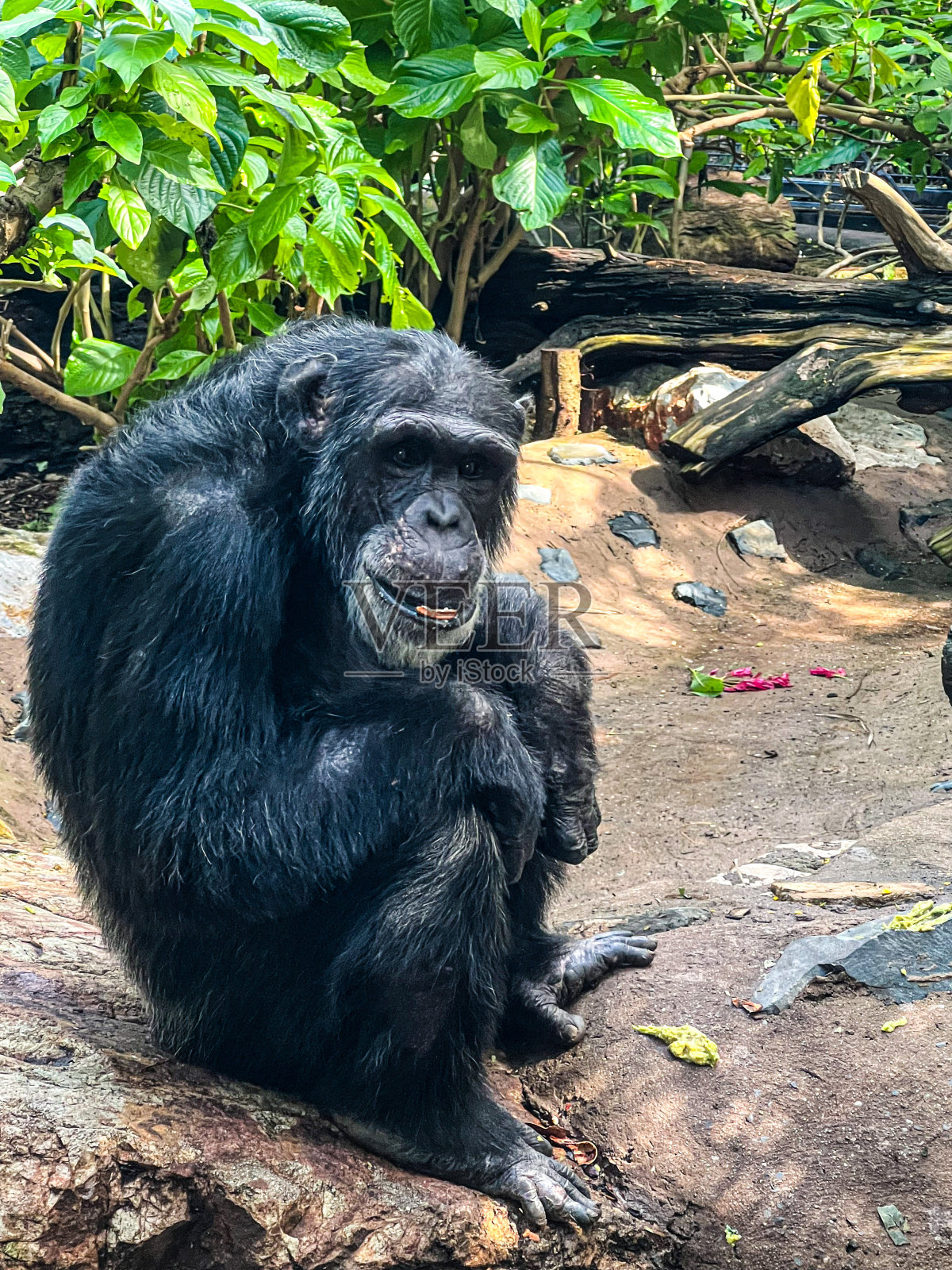 微笑的黑猩猩照片摄影图片