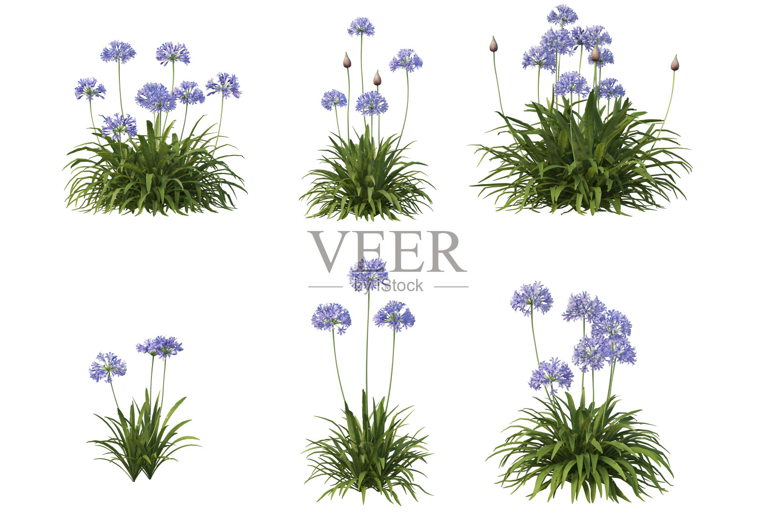 在白色背景上渲染灌木和花朵照片摄影图片