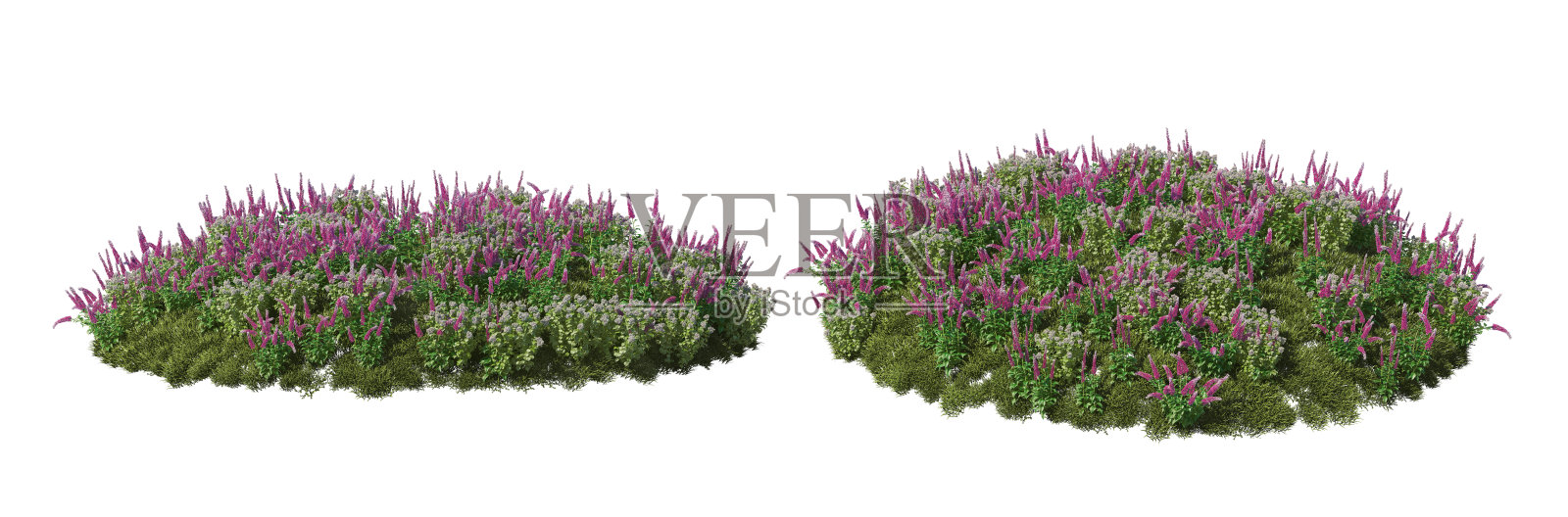 在白色背景上渲染灌木和花朵照片摄影图片