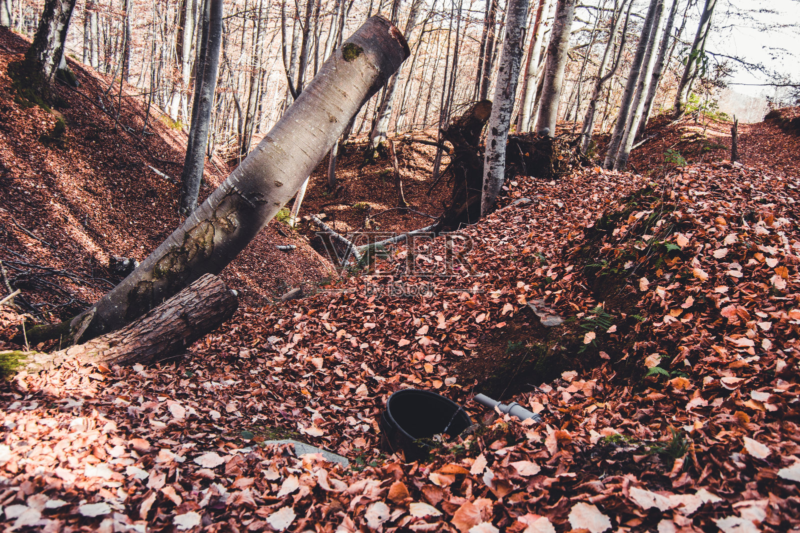 秋天的森林照片摄影图片
