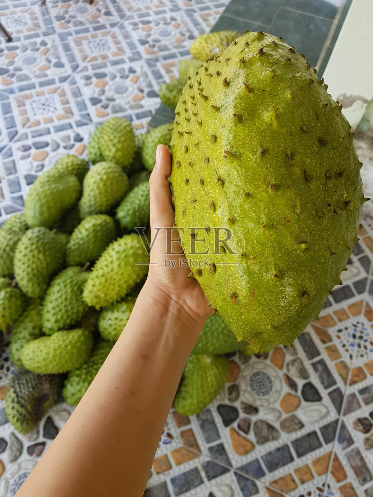 Soursop (also called graviola, guyabano, and in Hispanic America, guanábana)照片摄影图片