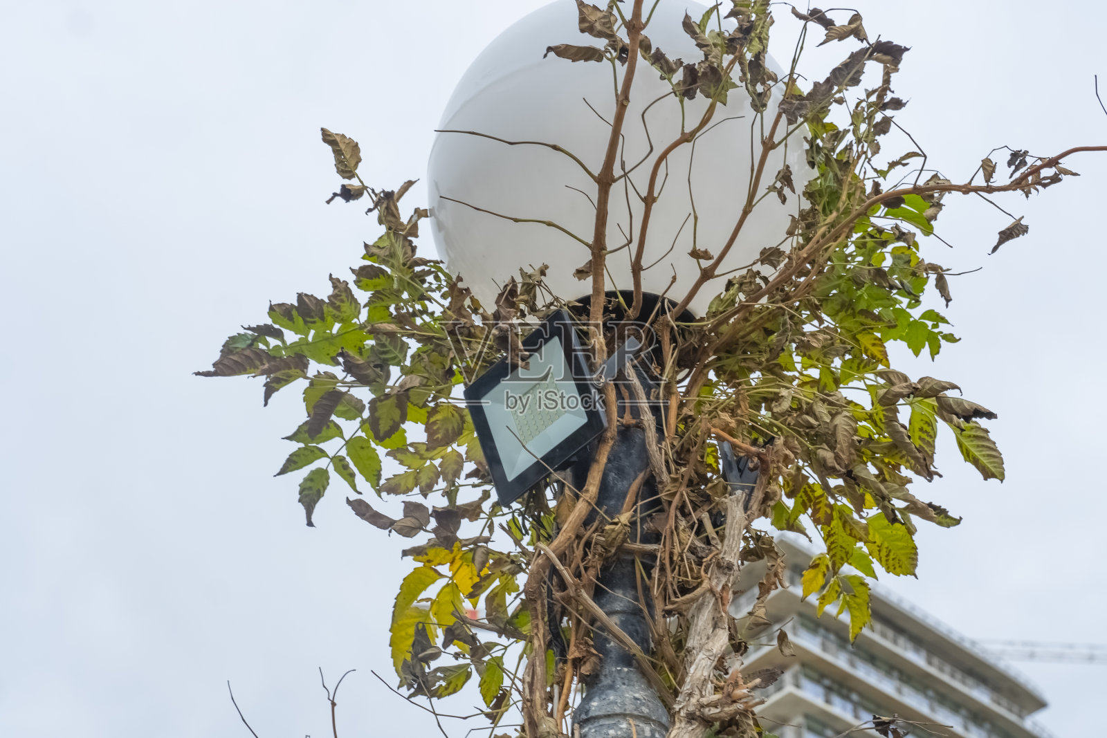 一盏被藤蔓覆盖的建筑灯的特写。灯上长满了植物。绿植覆盖的城市之灯。照片摄影图片