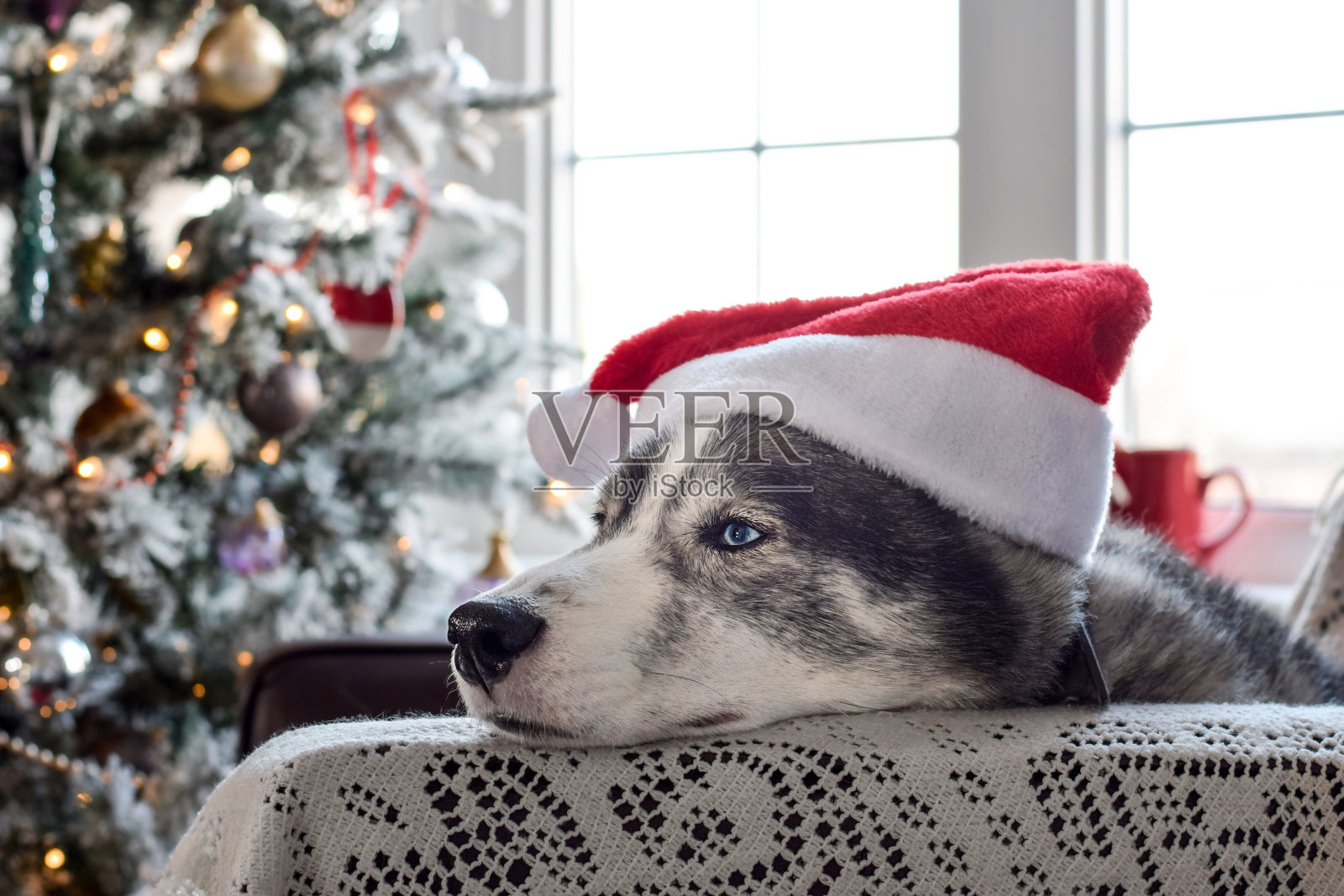 戴着圣诞帽的哈士奇在圣诞树旁悲伤的特写照片摄影图片