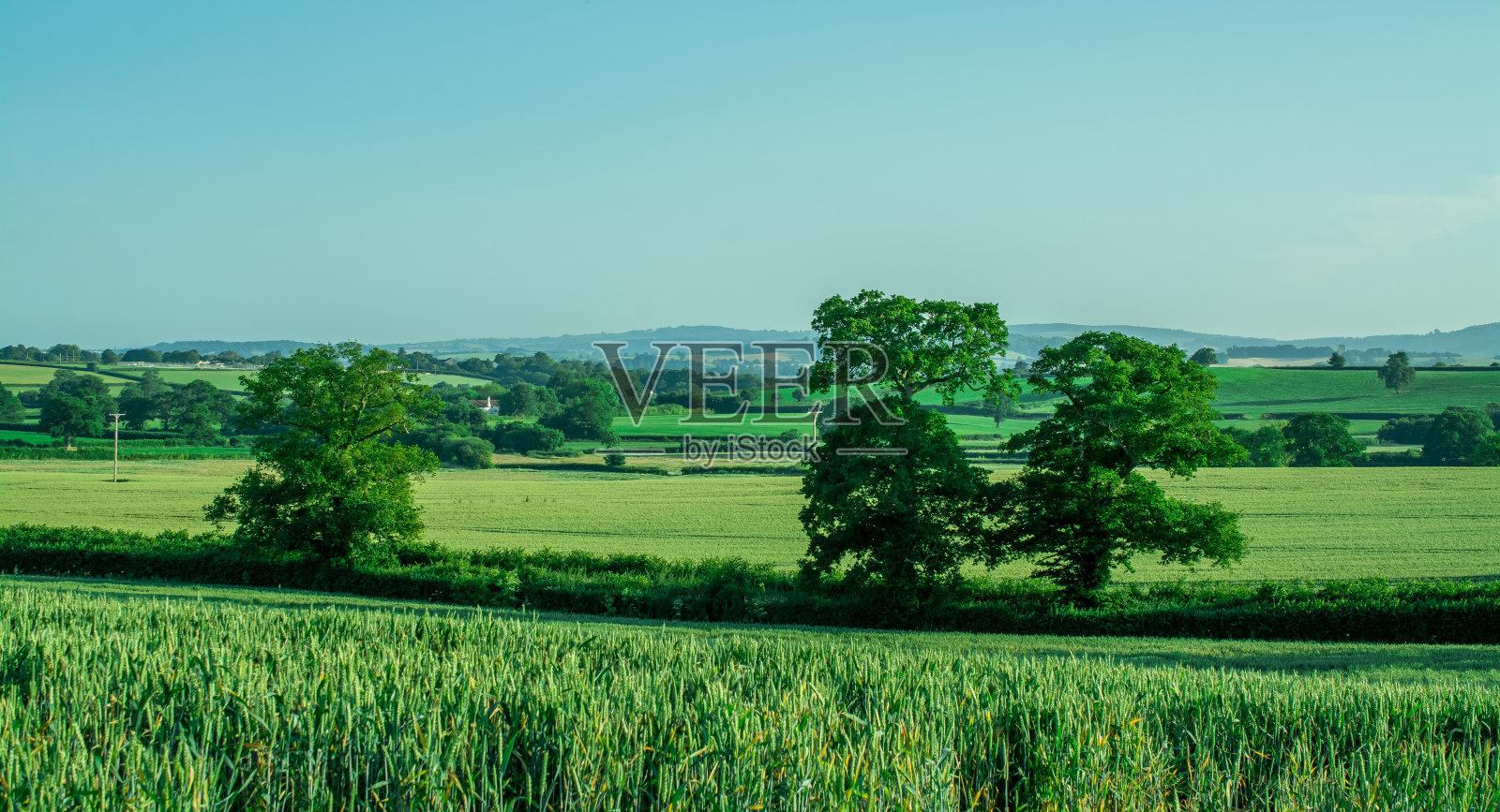 绿色麦田背景照片摄影图片