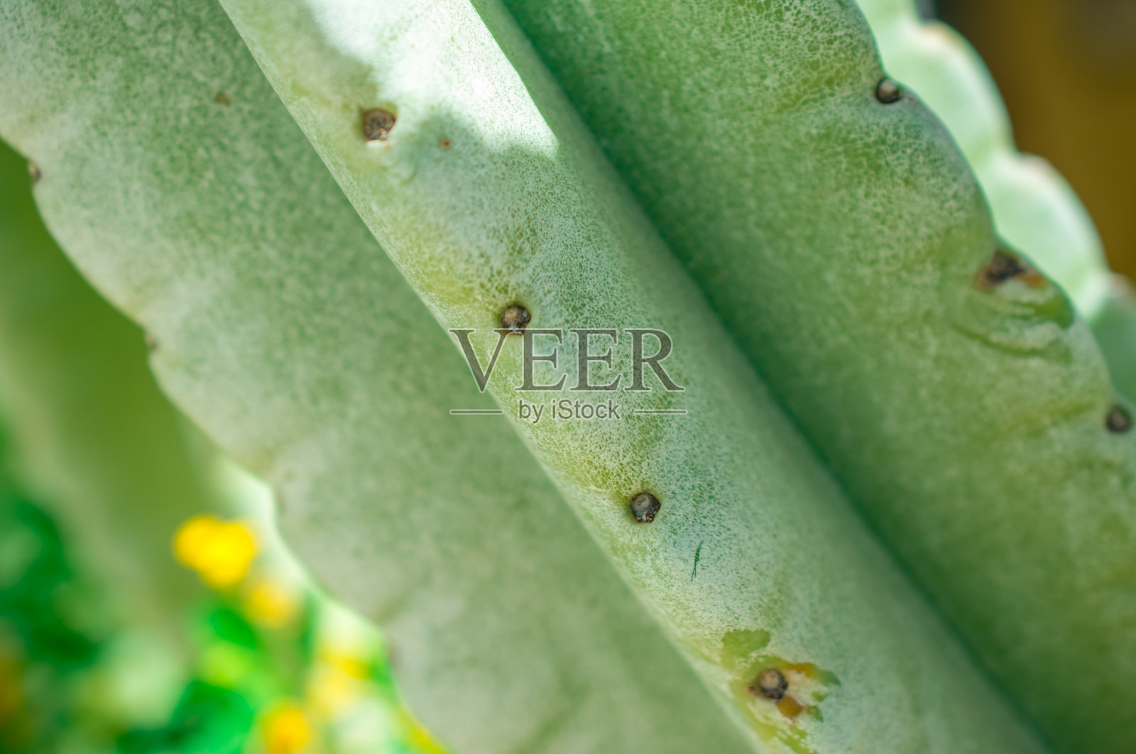 仙人掌叶的刺状纹理，近看照片摄影图片