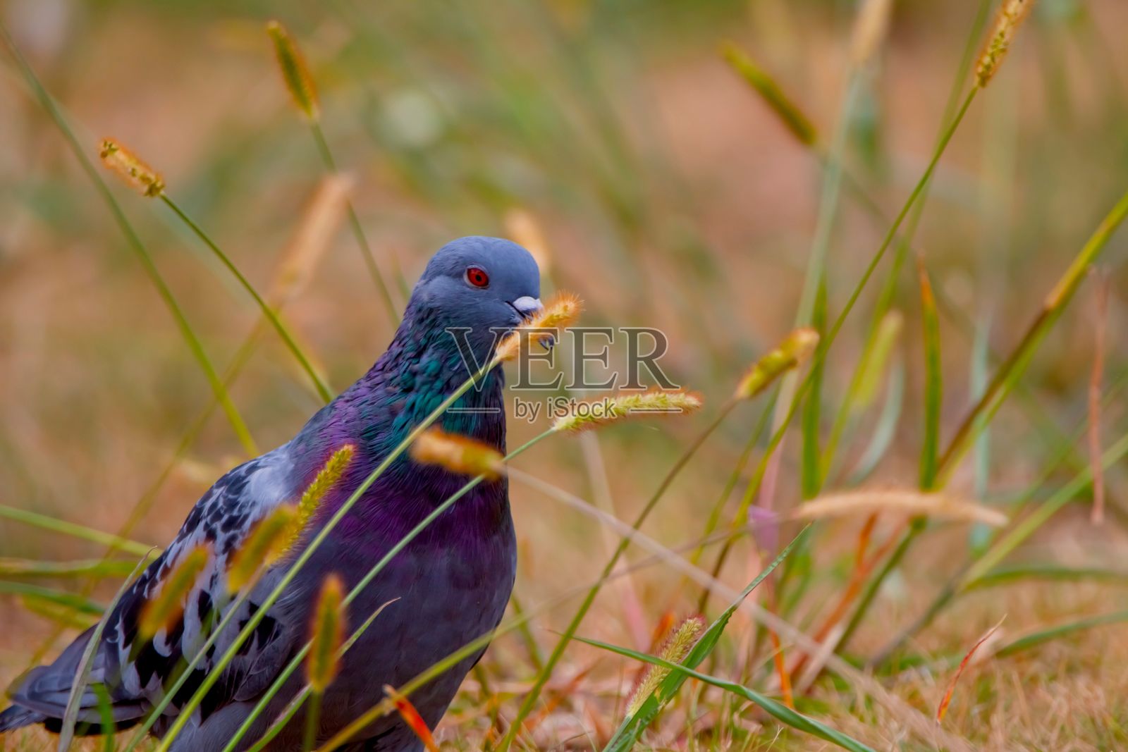 野鸽栖息在田野上照片摄影图片
