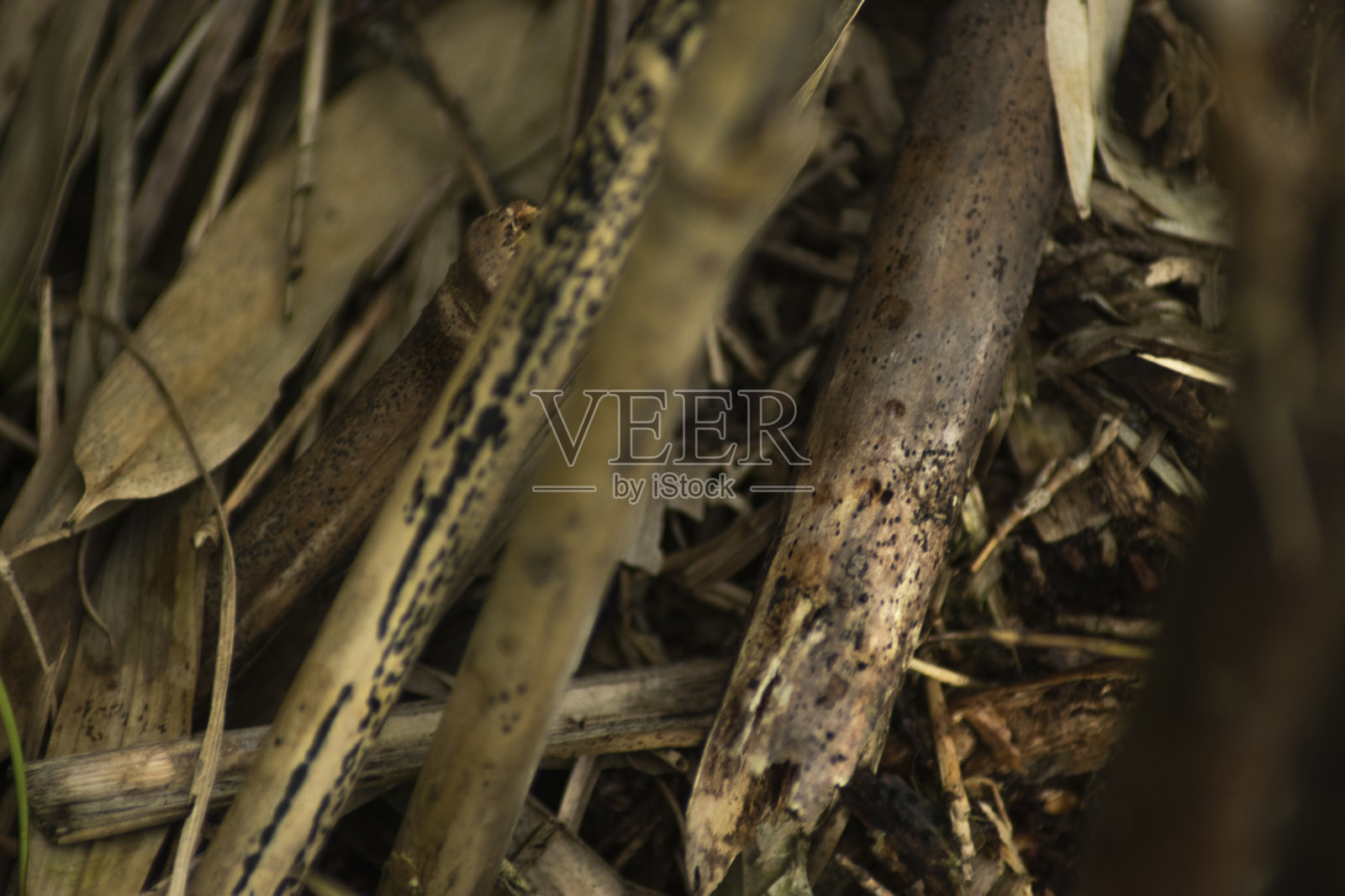 野生动植物照片摄影图片