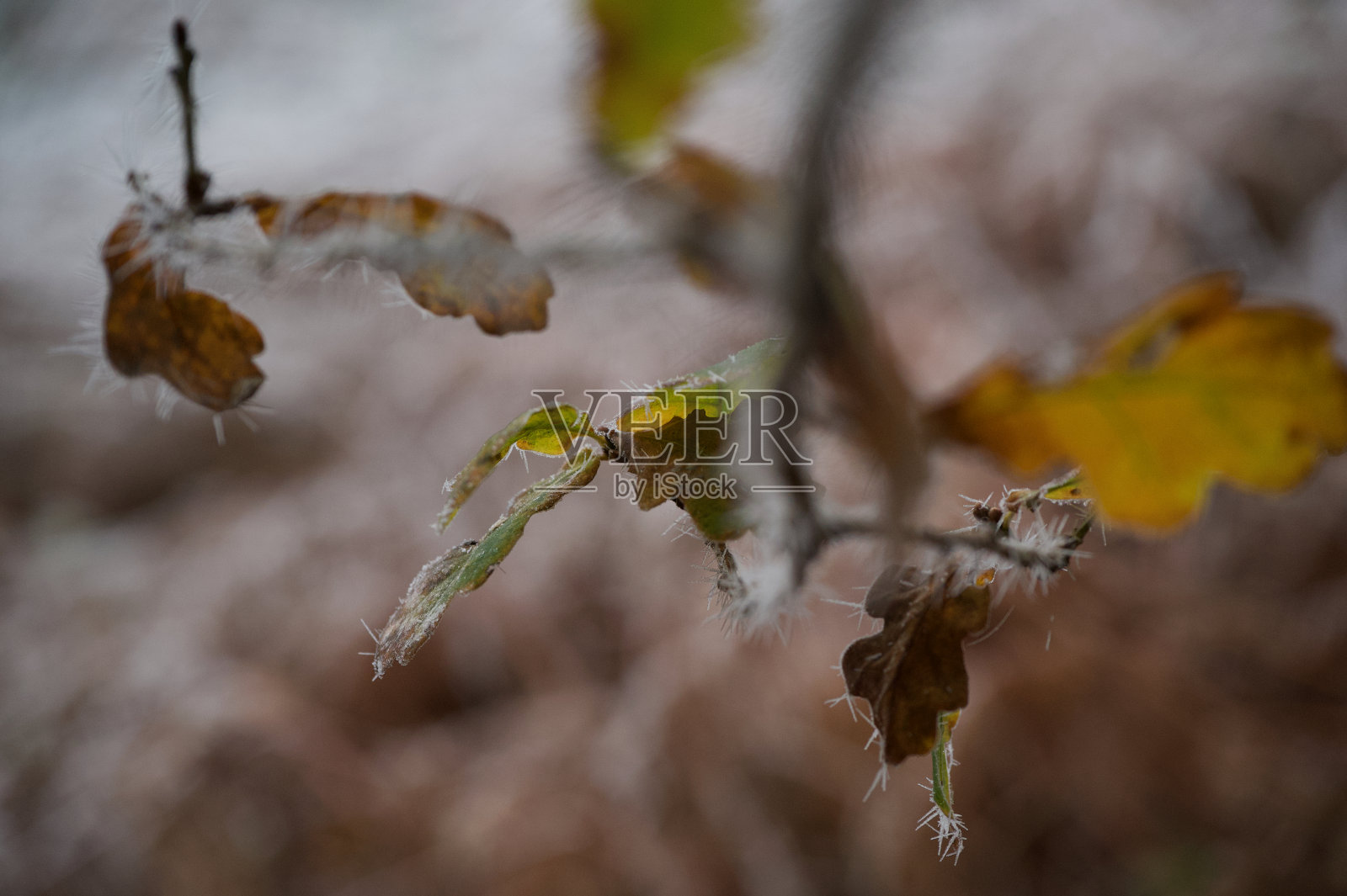 冰冻橡树叶:秋天的酥脆的棕色树叶，上面有来自冬天白霜的冰柱照片摄影图片