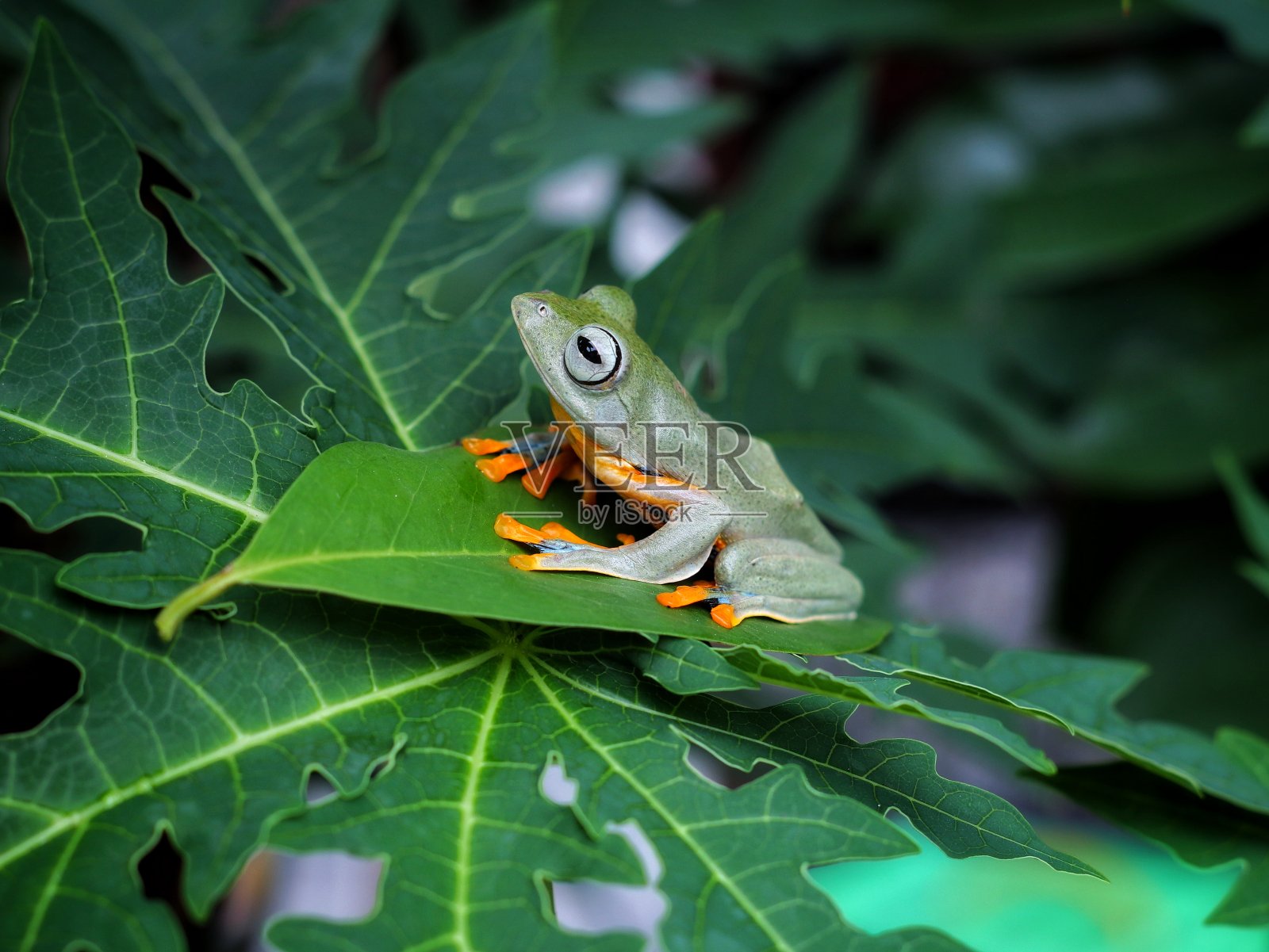 飞蛙在树上照片摄影图片
