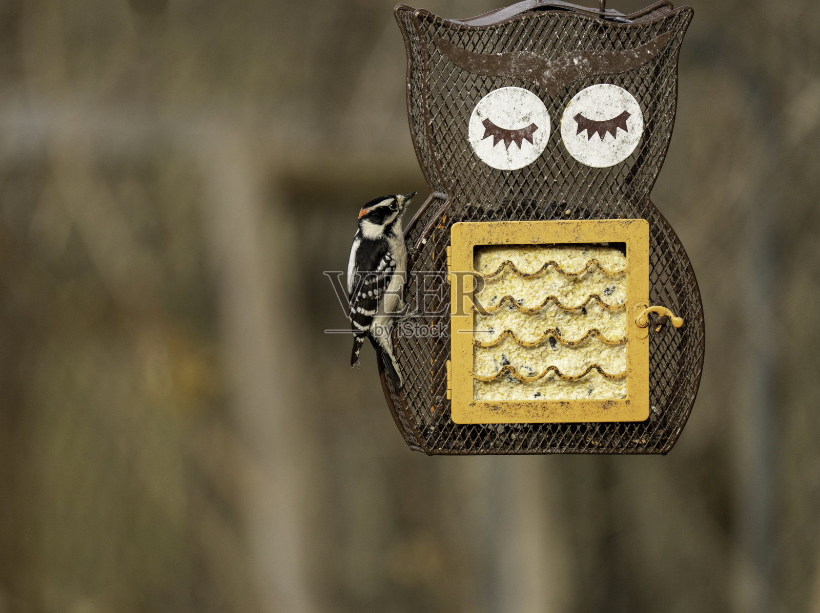 羽毛啄木鸟在2号喂食器照片摄影图片