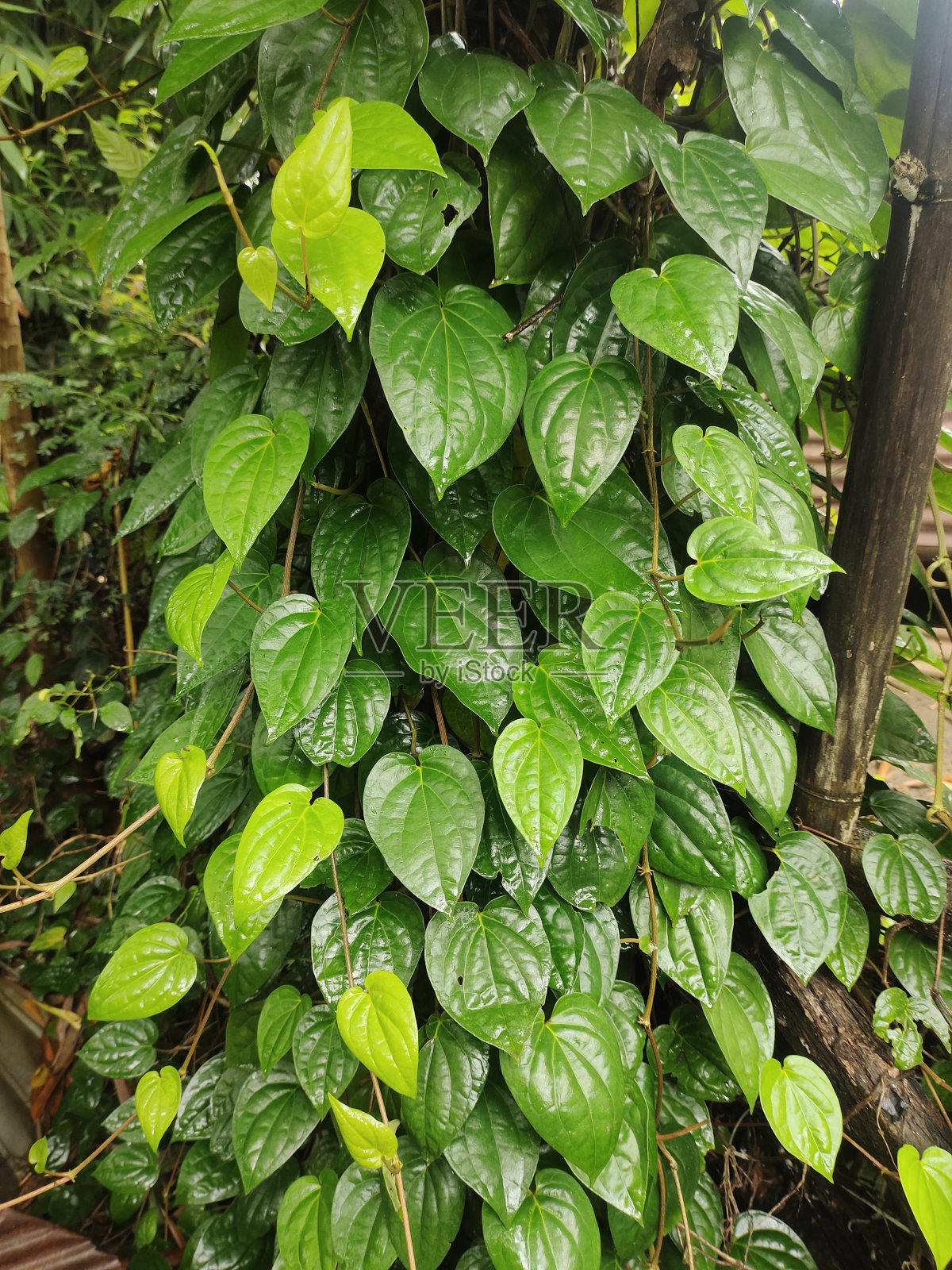 贝瑟利叶照片摄影图片