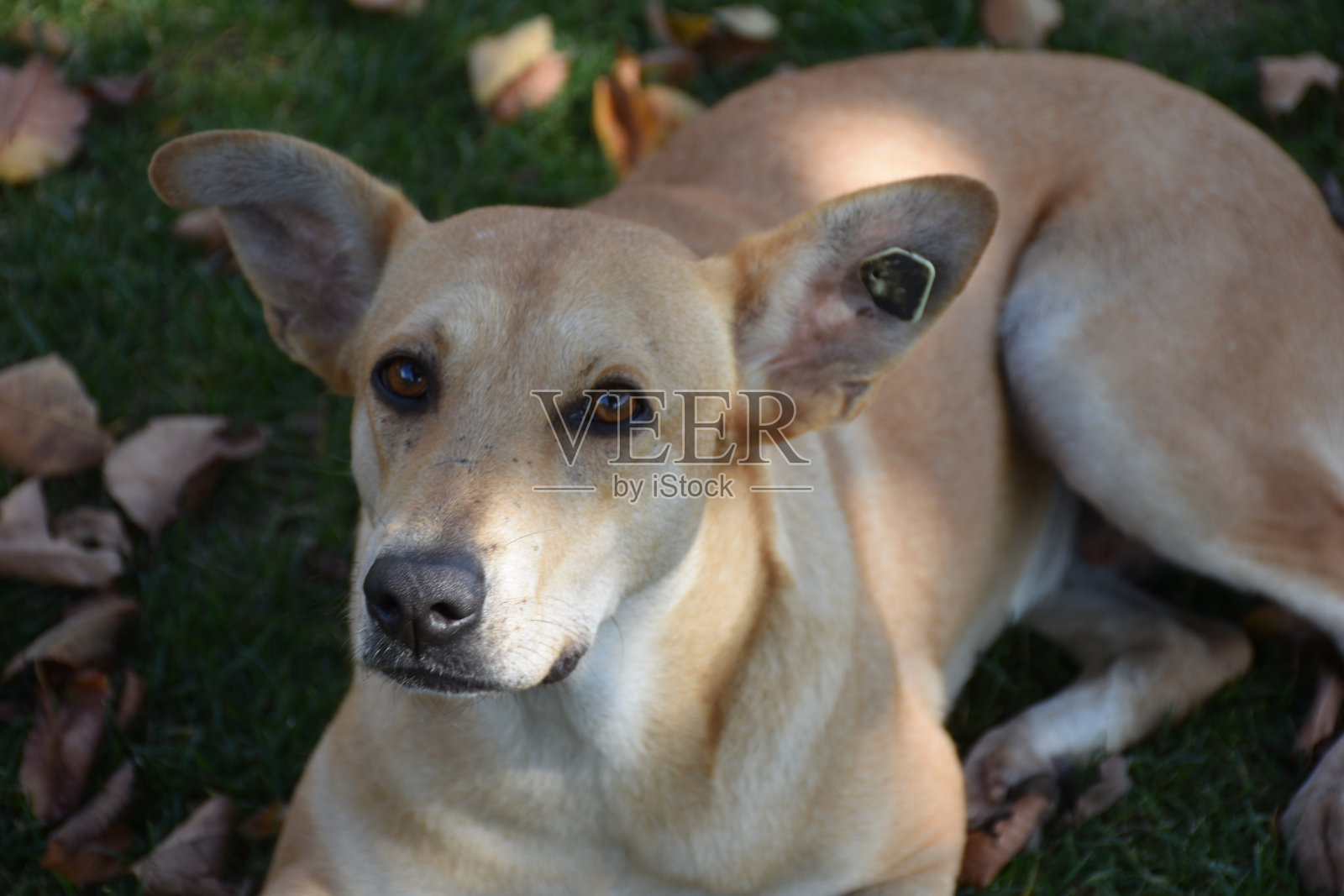 一只漂亮的流浪狗。一只黄色的狗躺在草地上休息照片摄影图片