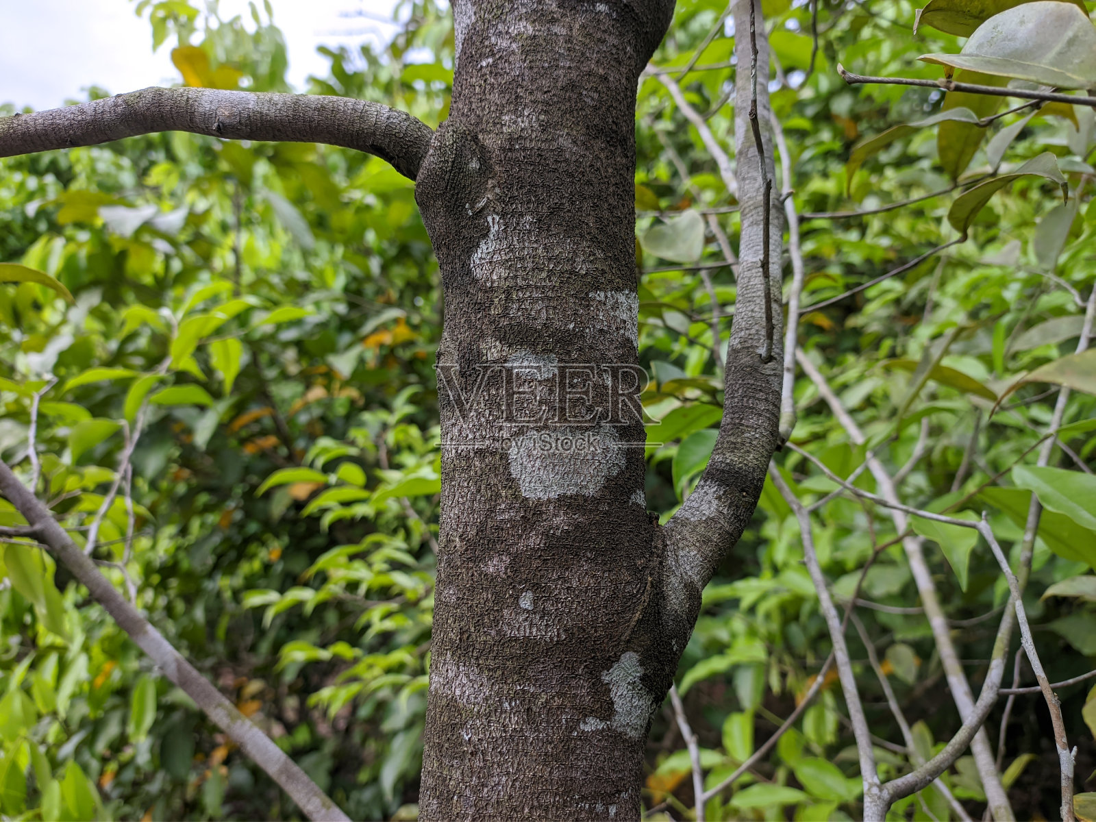 热带地区的沉香树照片摄影图片