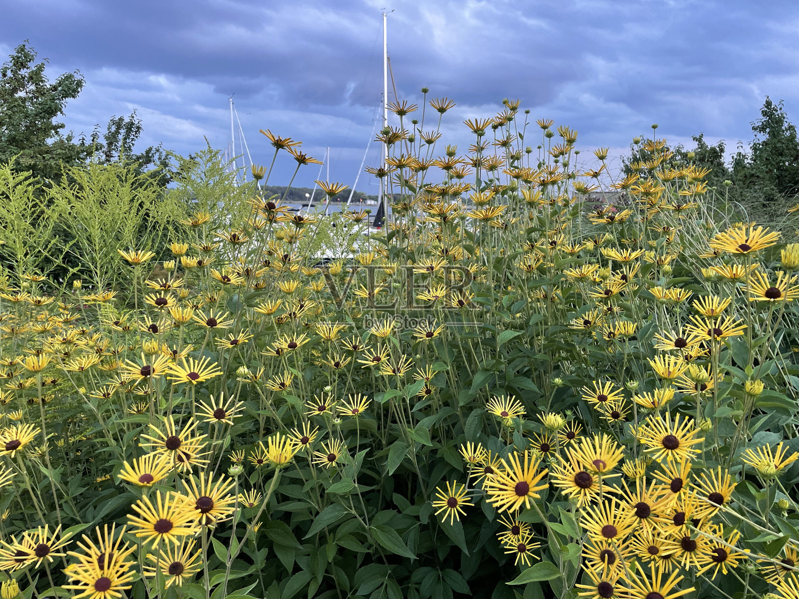 向日葵照片摄影图片
