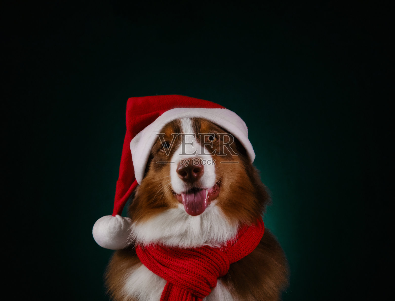 有复印空间的圣诞卡。棕色澳大利亚牧羊犬戴着温暖的红色针织围巾和圣诞老人帽。工作室肖像澳洲红三在深绿色背景。狗笑时伸出舌头。照片摄影图片