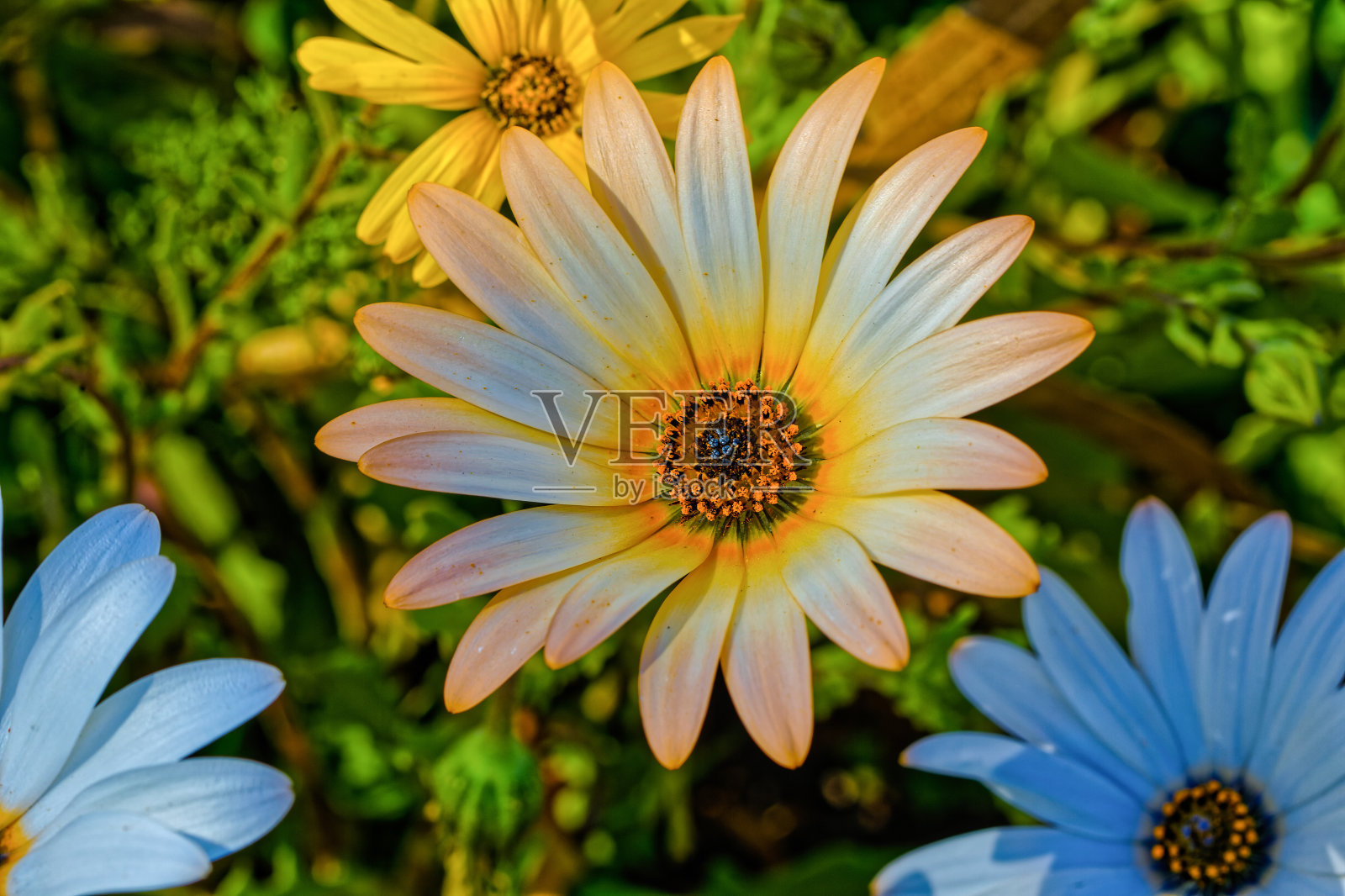 精美的橙色和黄色雏菊特写照片摄影图片