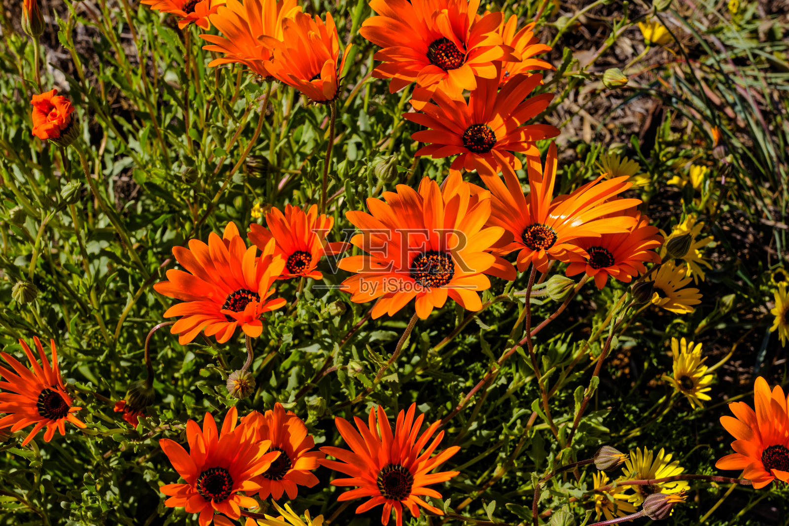 一簇簇亮橙色的春天野花照片摄影图片