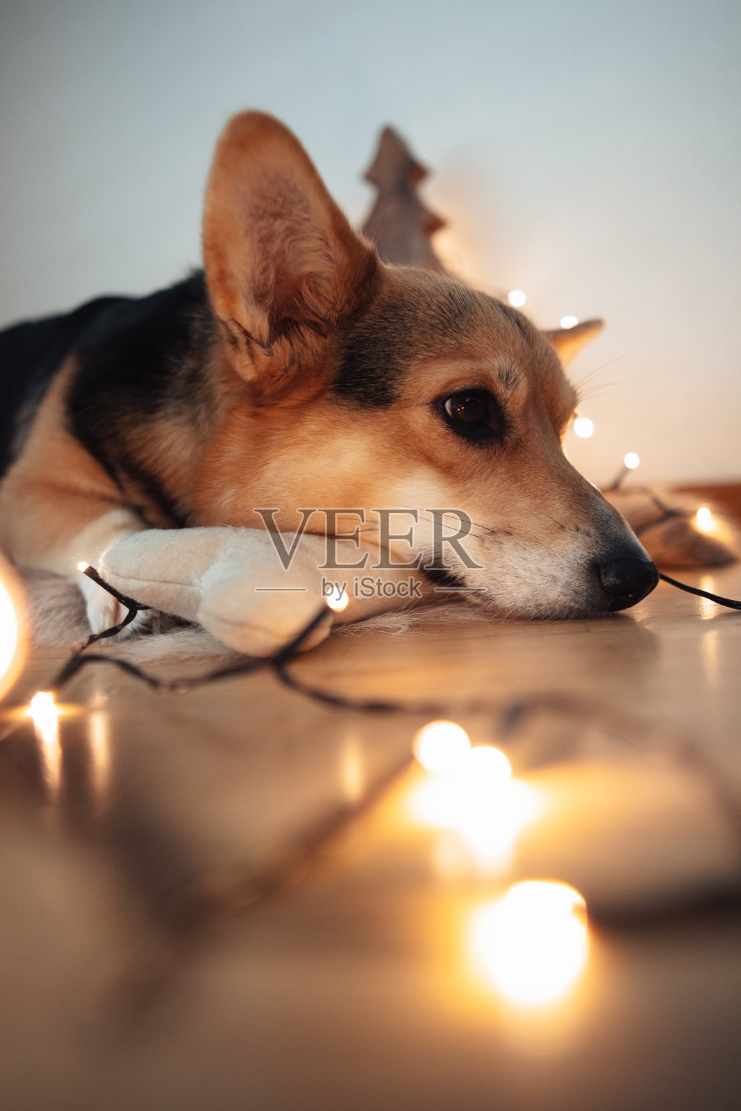 昏昏欲睡的柯基狗躺在圣诞装饰的毯子上照片摄影图片