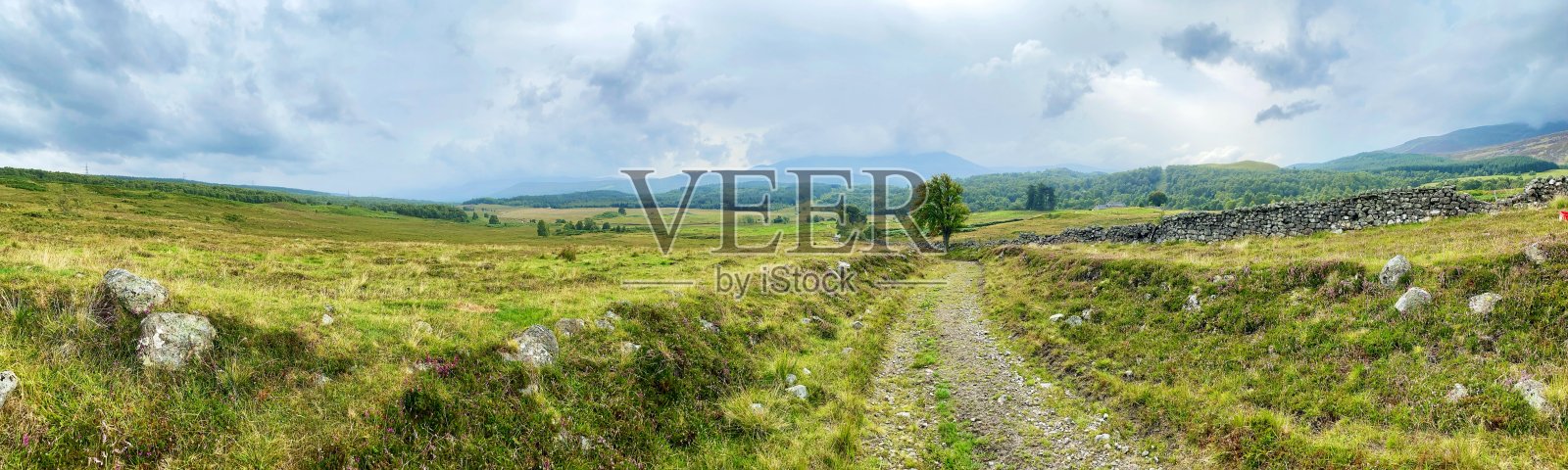 Sheep graze among the heather on the Meall na Mòine summit. Rannoch Moor Scotland照片摄影图片