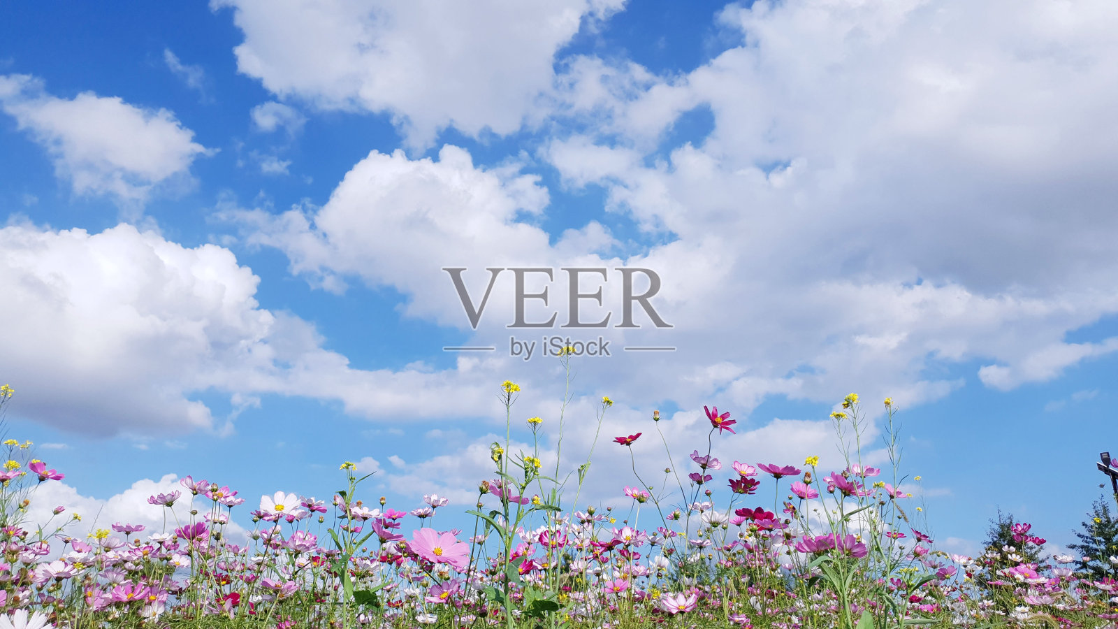 晴朗的天空，云，和宇宙花，宇宙花背景和蓝色的天空照片摄影图片