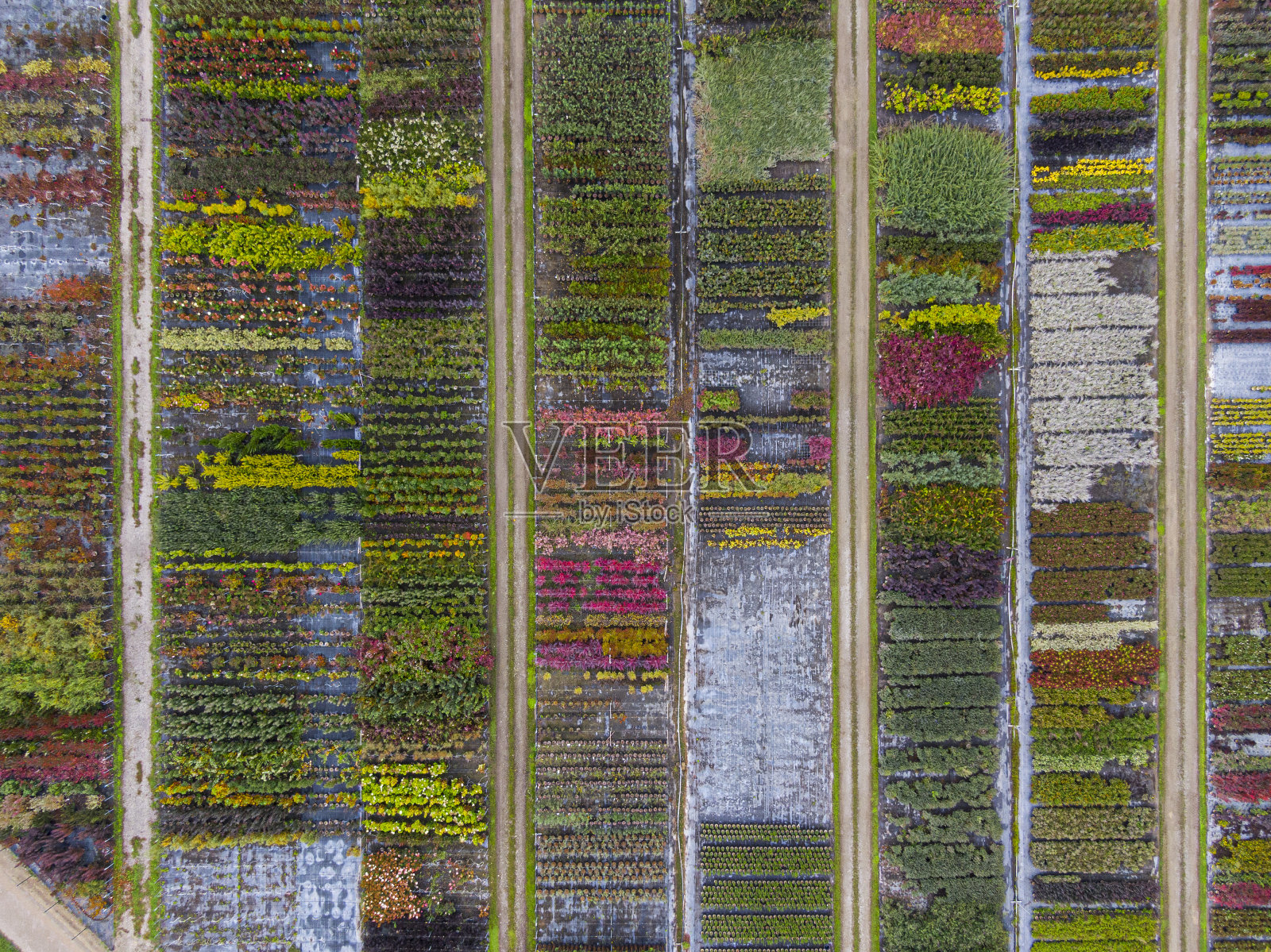 鸟瞰黄色、红色和红色绿色植物的苗圃，在秋季排成一排。秋天颜色的植物，阿尔萨斯，法国，欧洲照片摄影图片