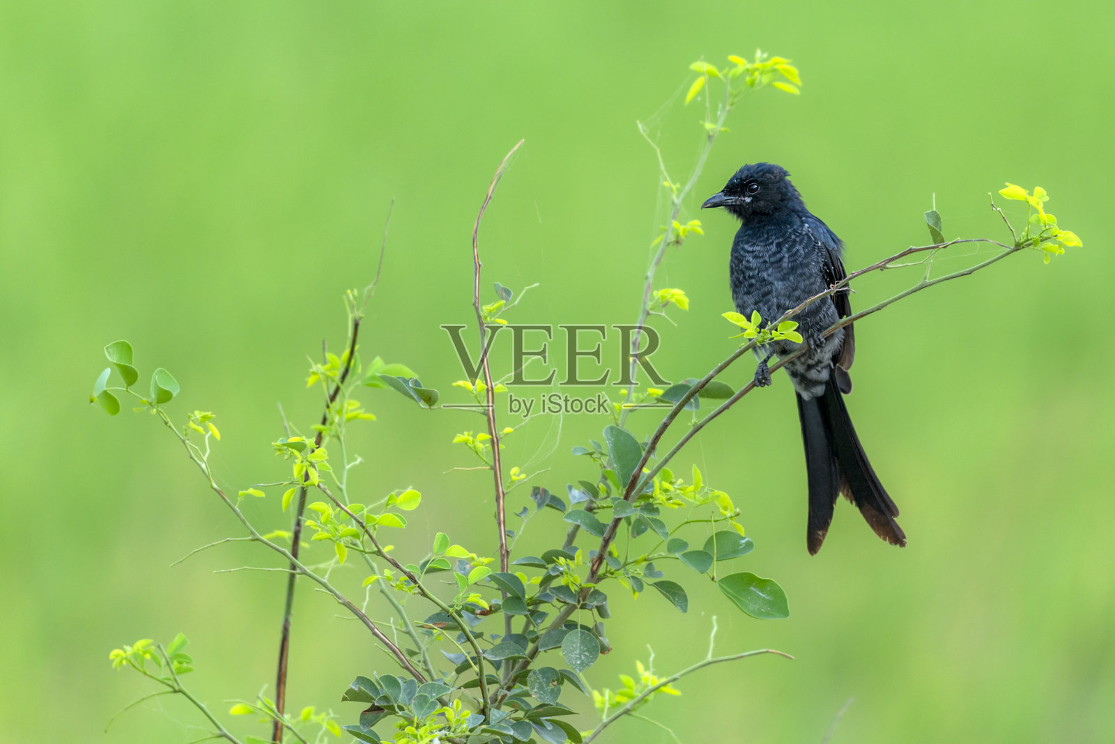 模糊绿色背景中树枝上的鸟，模糊绿色背景中黑色的飞燕照片摄影图片