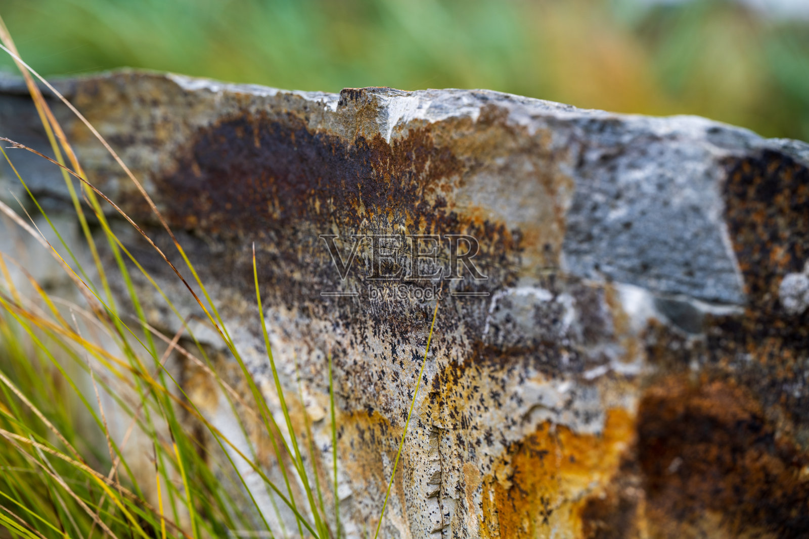 西雅图海滨植物和树木的秋天照片摄影图片