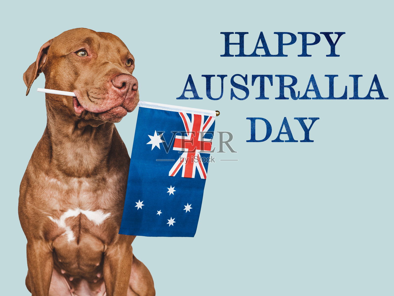 可爱，迷人的小狗和澳大利亚国旗。特写镜头照片摄影图片