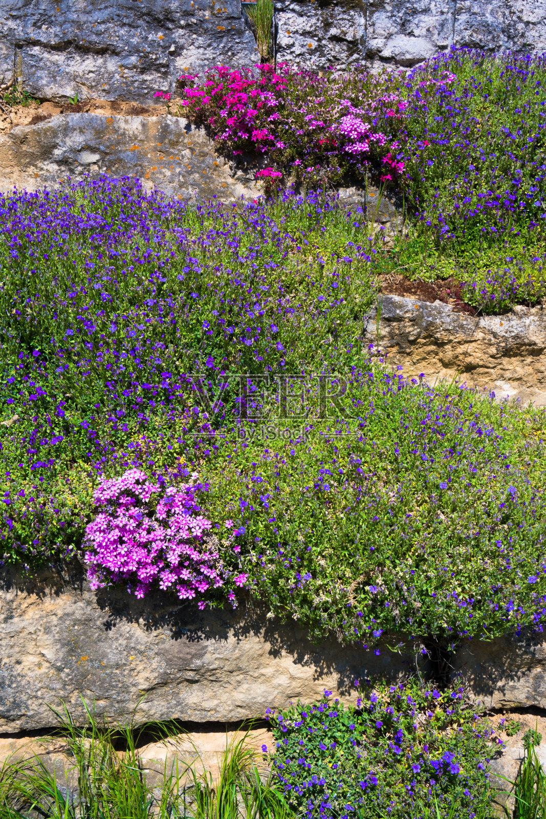 天然石墙上满是鲜花照片摄影图片