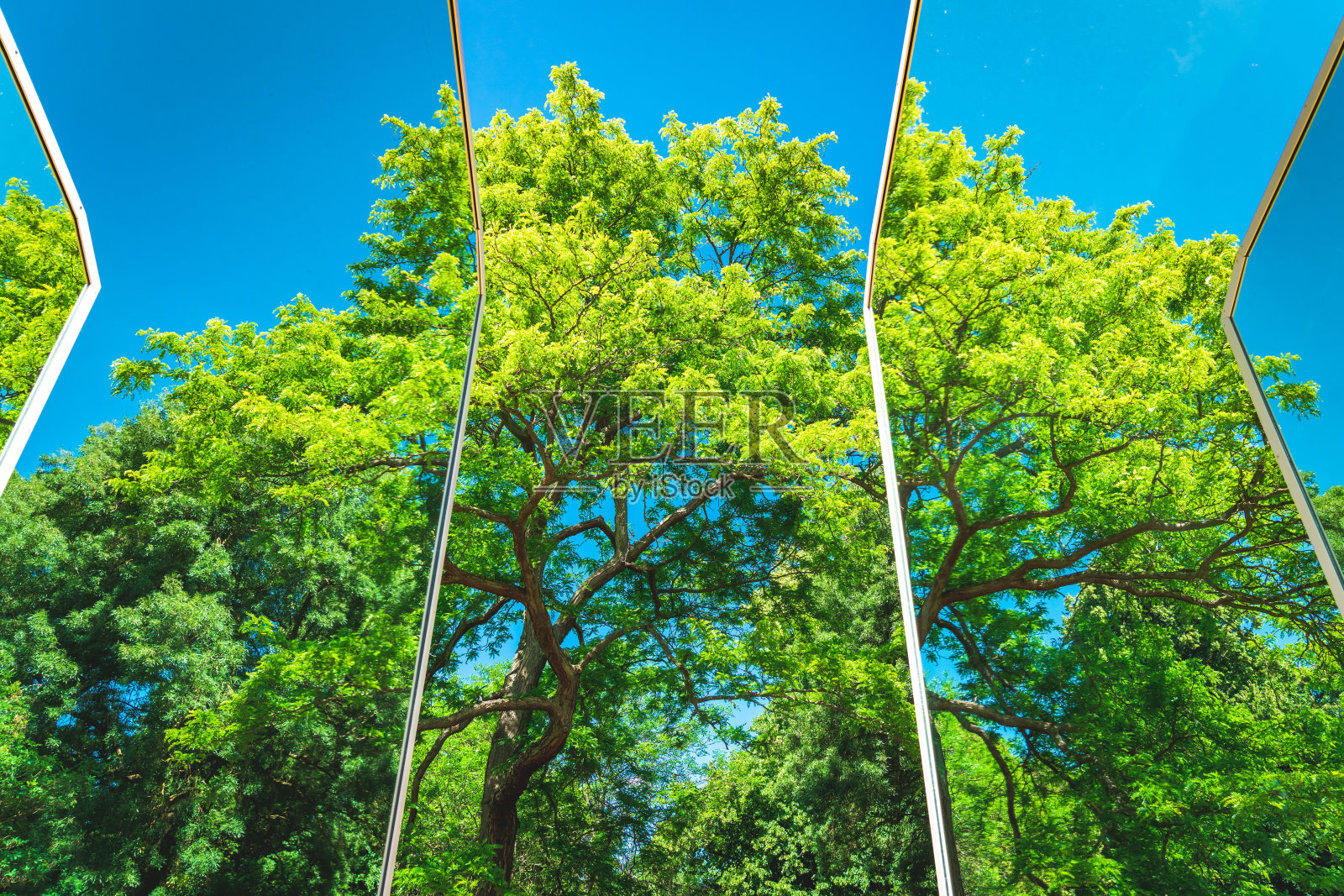 树木的倒影照片摄影图片