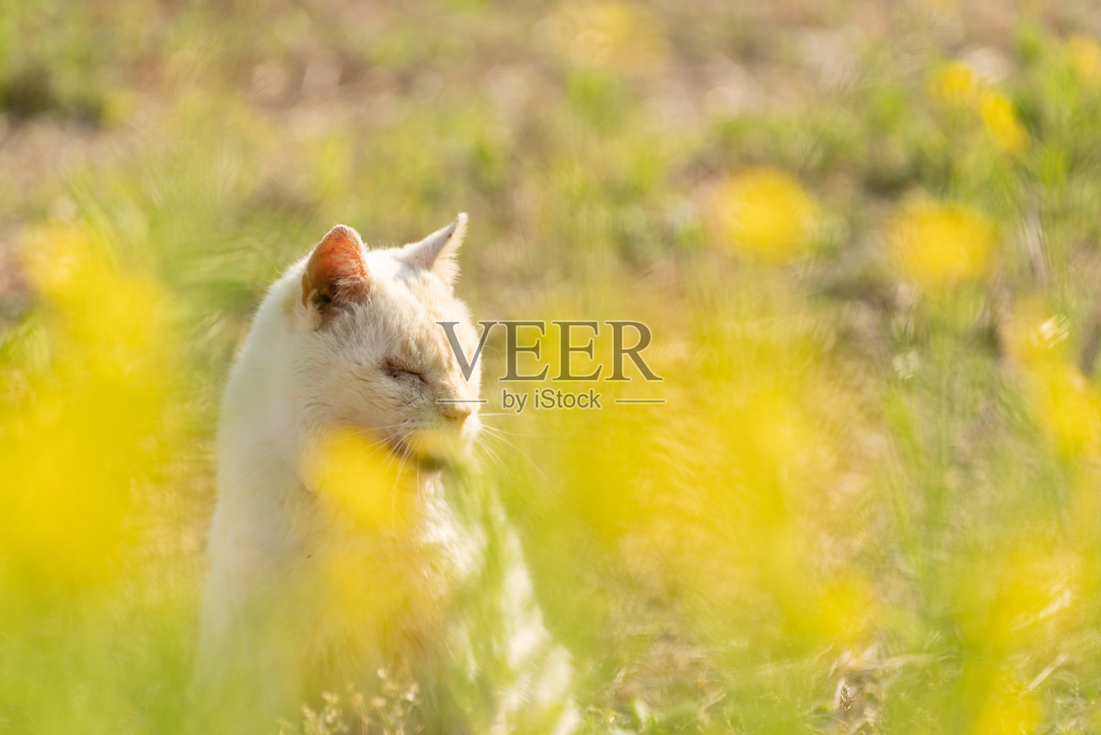 油菜花和猫照片摄影图片