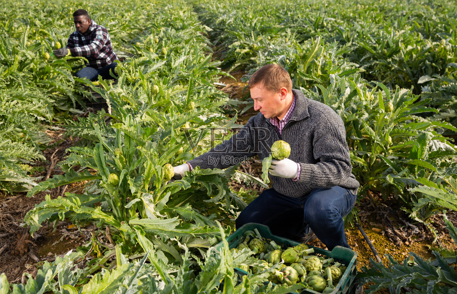 农民收获洋蓟芽照片摄影图片