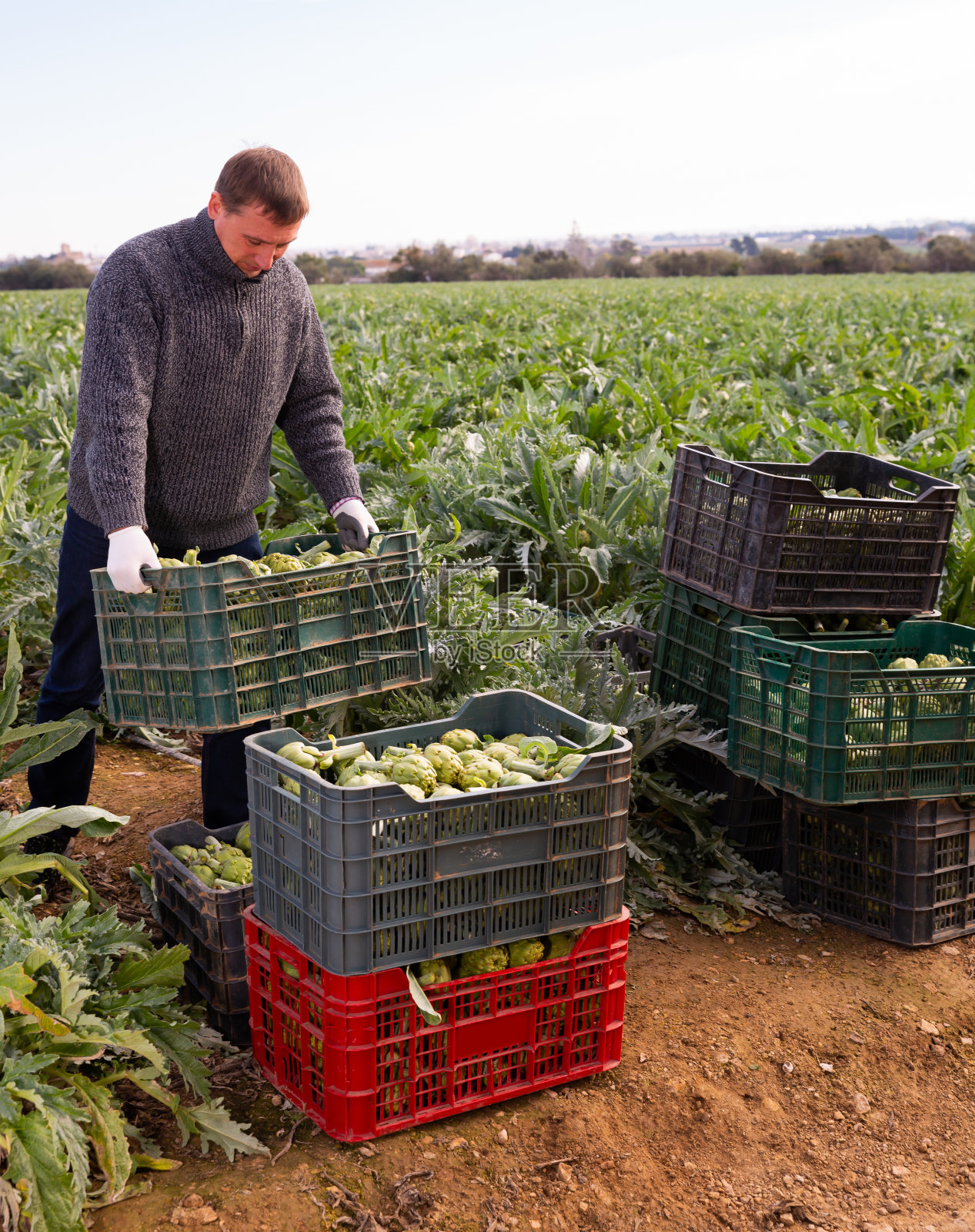 男子园艺家抱着收获洋蓟的板条箱照片摄影图片