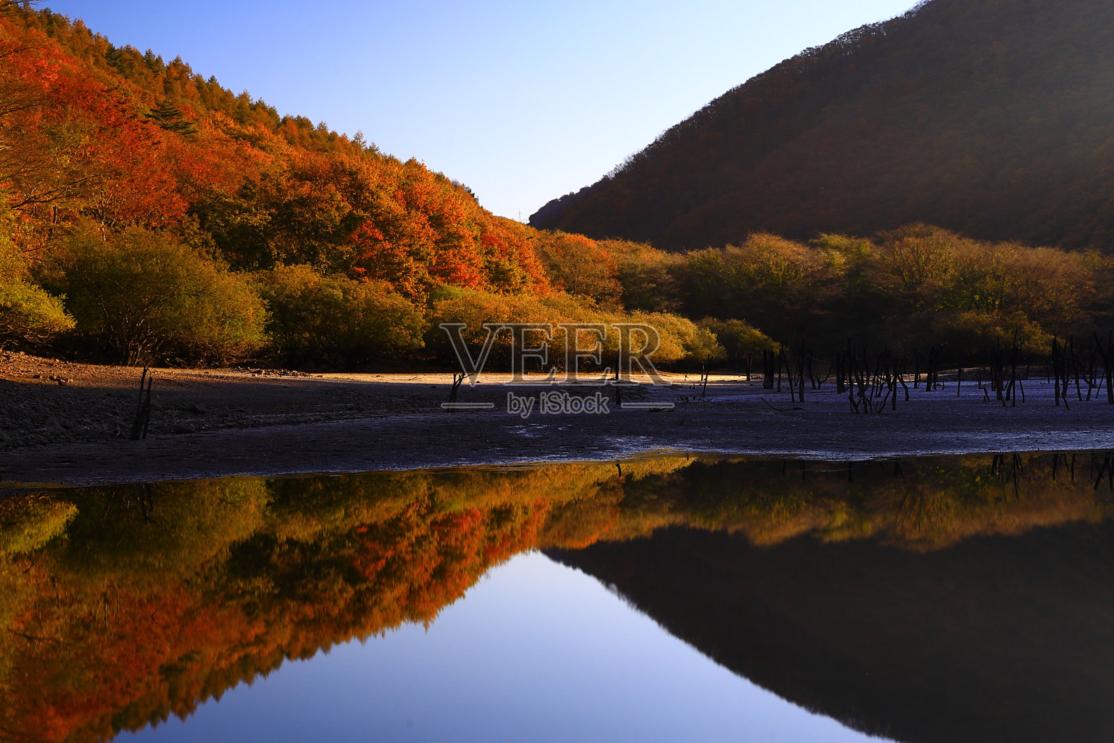 日出时的秋叶景观照片摄影图片