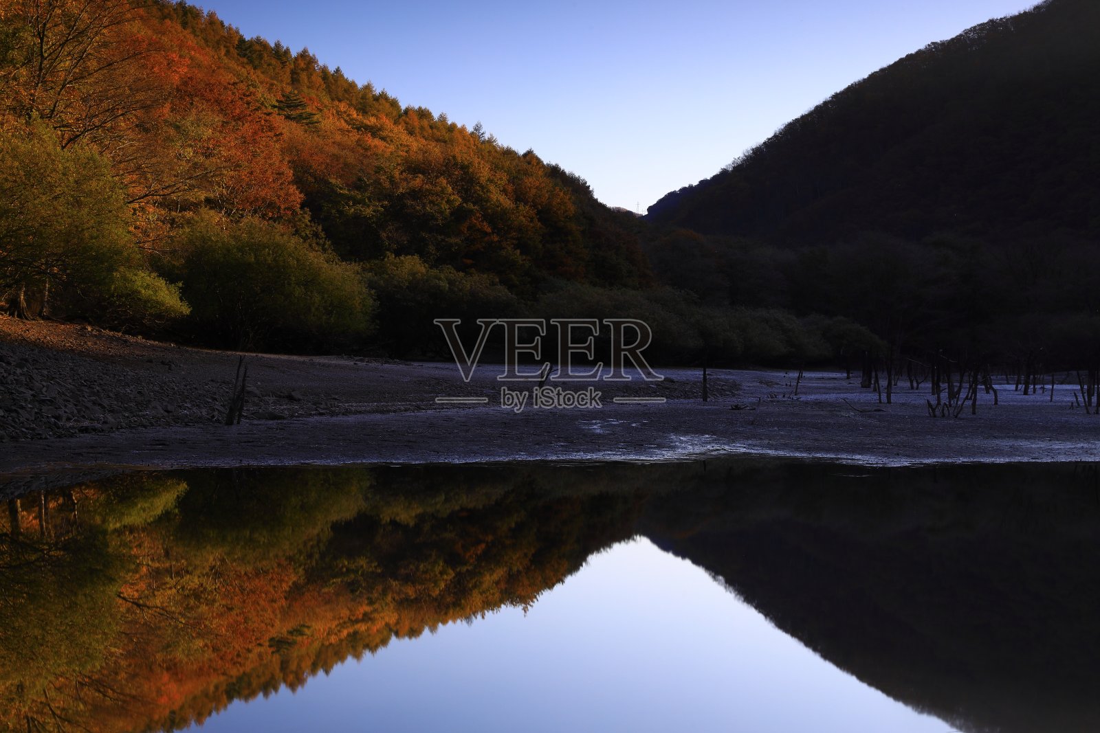 日出时的秋叶景观照片摄影图片