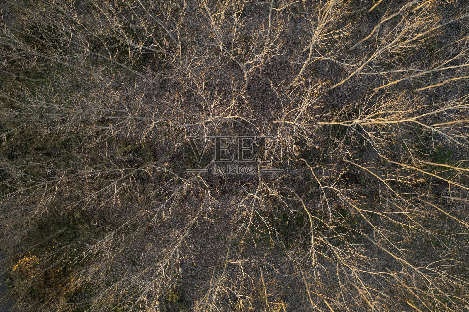 鸟瞰图的森林与光秃秃的树木在冬季照片摄影图片