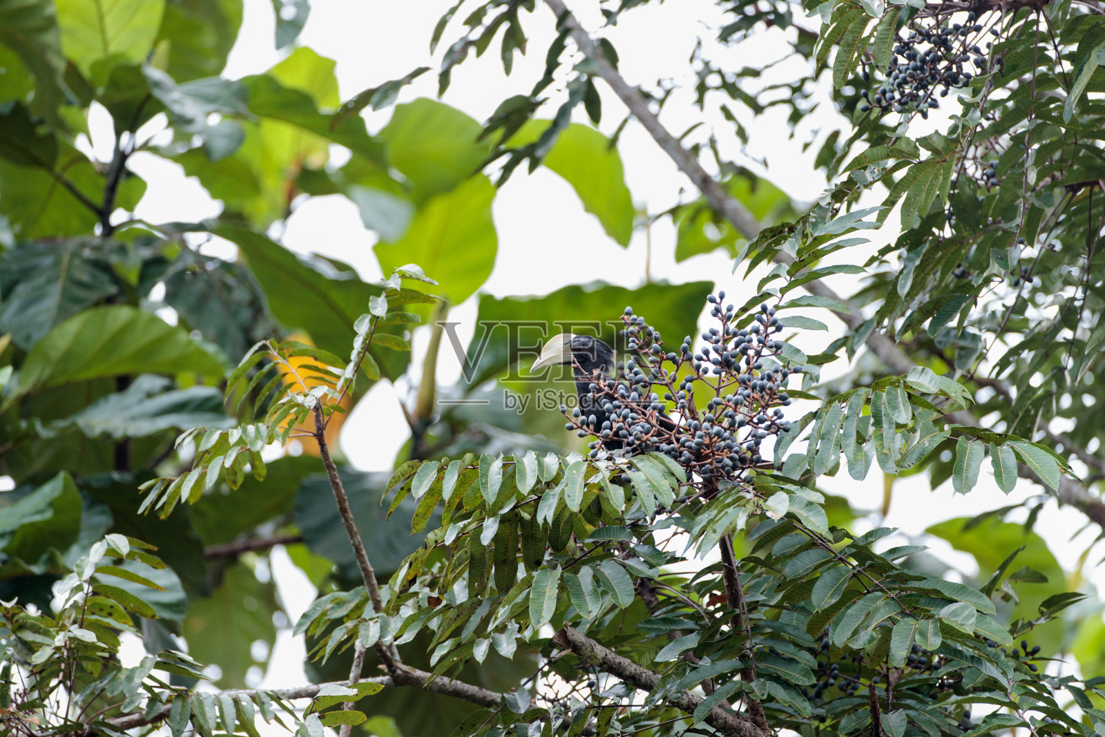 犀鸟:成年雄性黑犀鸟(马来角犀鸟)。照片摄影图片