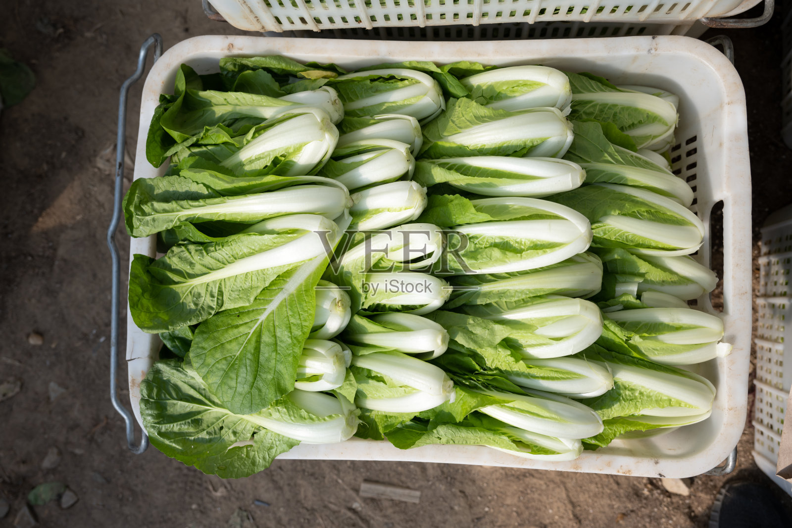 收获一篮卷心菜照片摄影图片