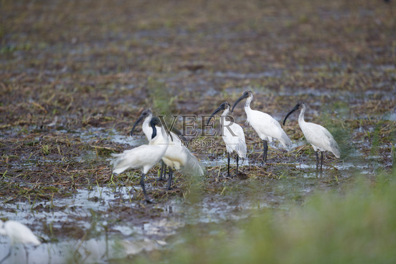 水鸟:一群成年黑头朱鹭，也被称为东方白朱鹭、印度白朱鹭和黑颈朱鹭(Threskiornis melanocephalus)。照片摄影图片