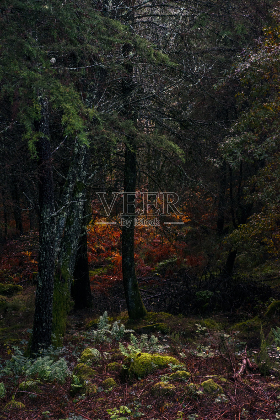 秋天的森林在傍晚照片摄影图片