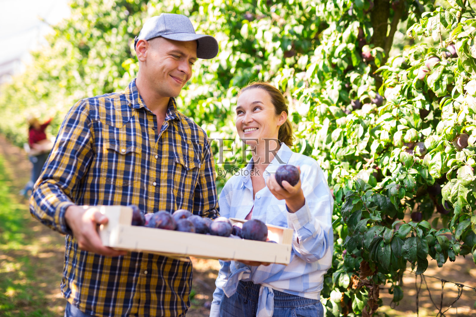幸福的农民夫妇在果园里抱着一箱李子照片摄影图片