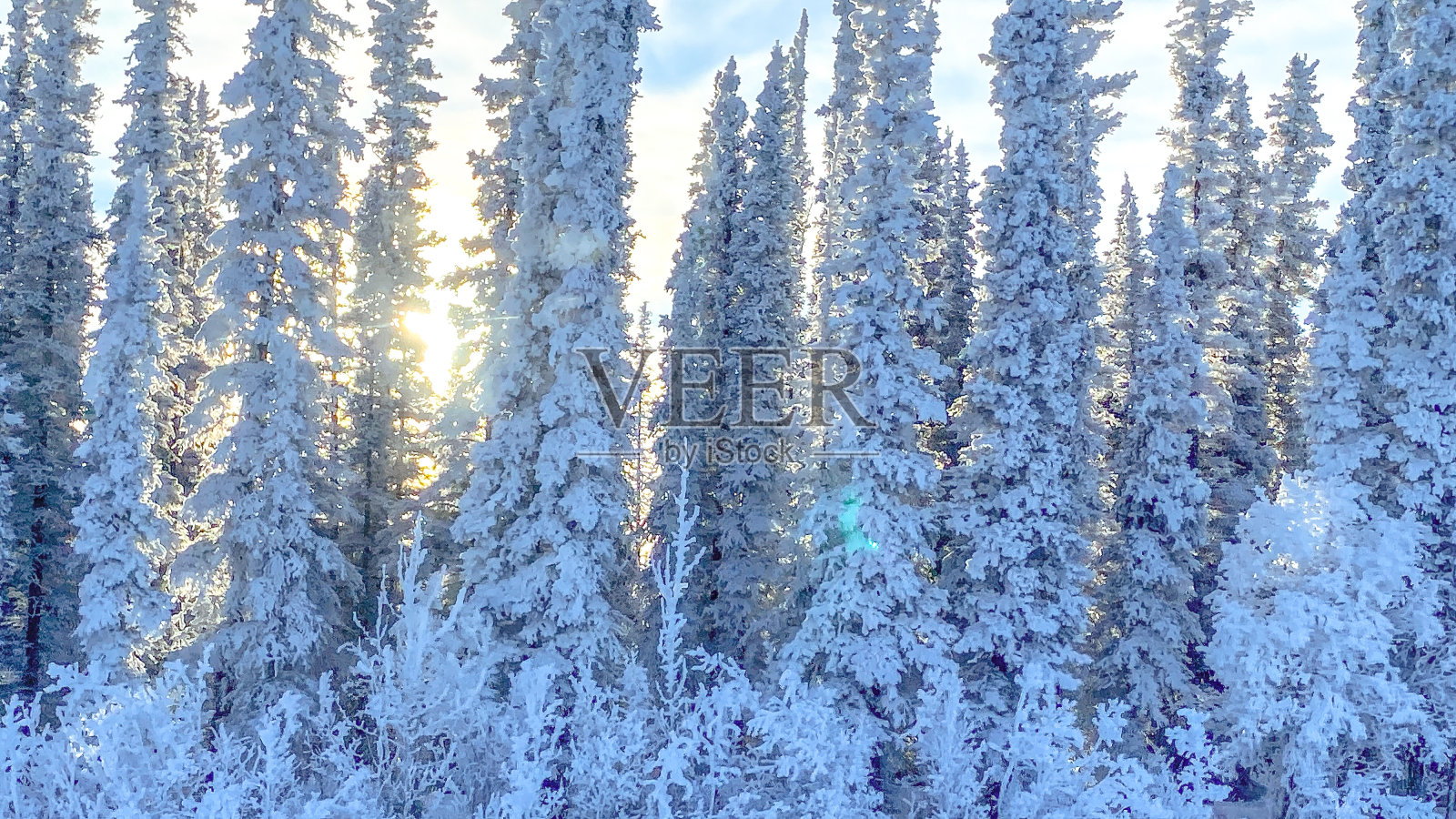 透过冬日树木的阳光照片摄影图片